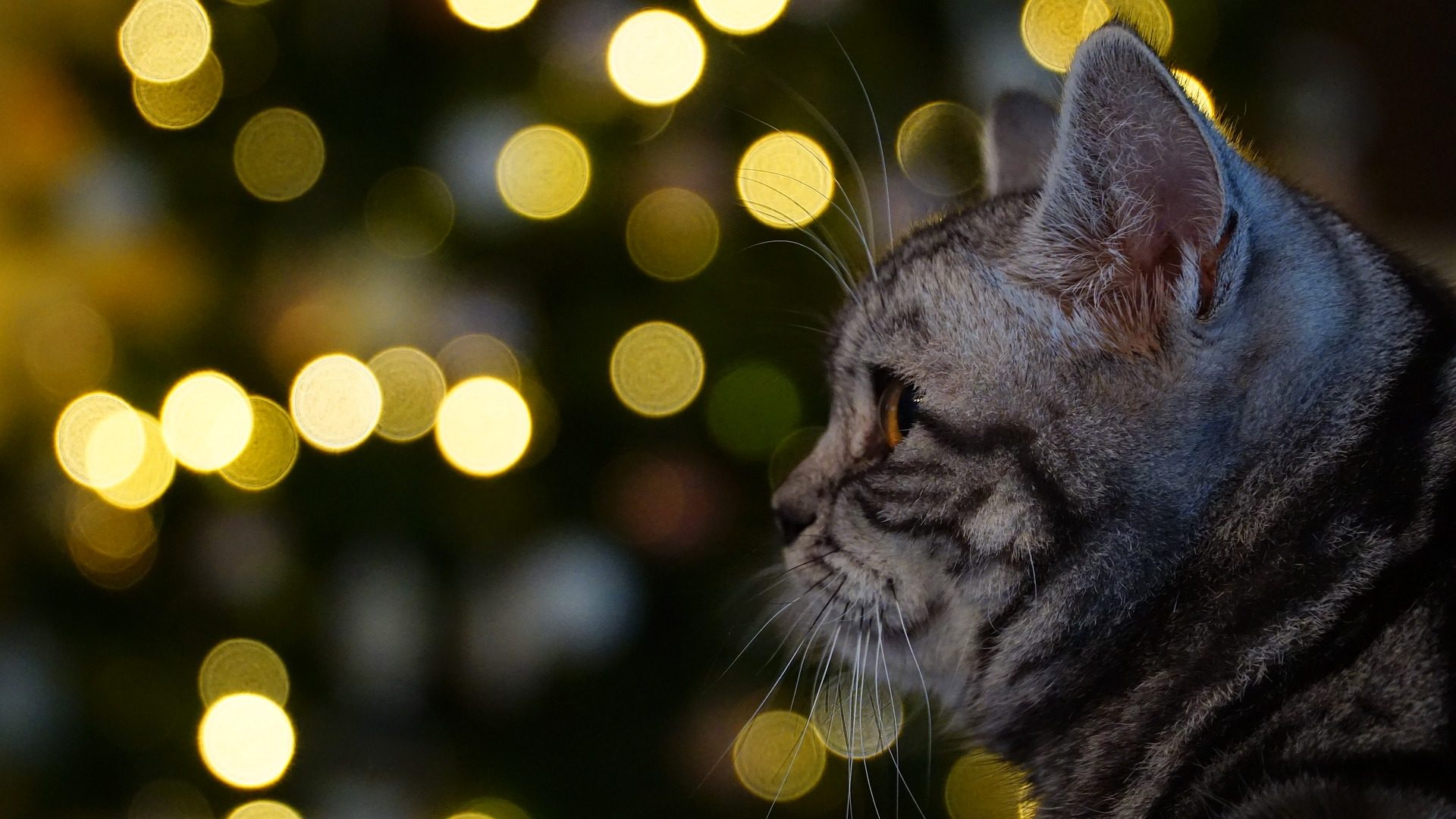 carta da parati gatto,gatto,barba,gatti di piccola e media taglia,felidae,leggero