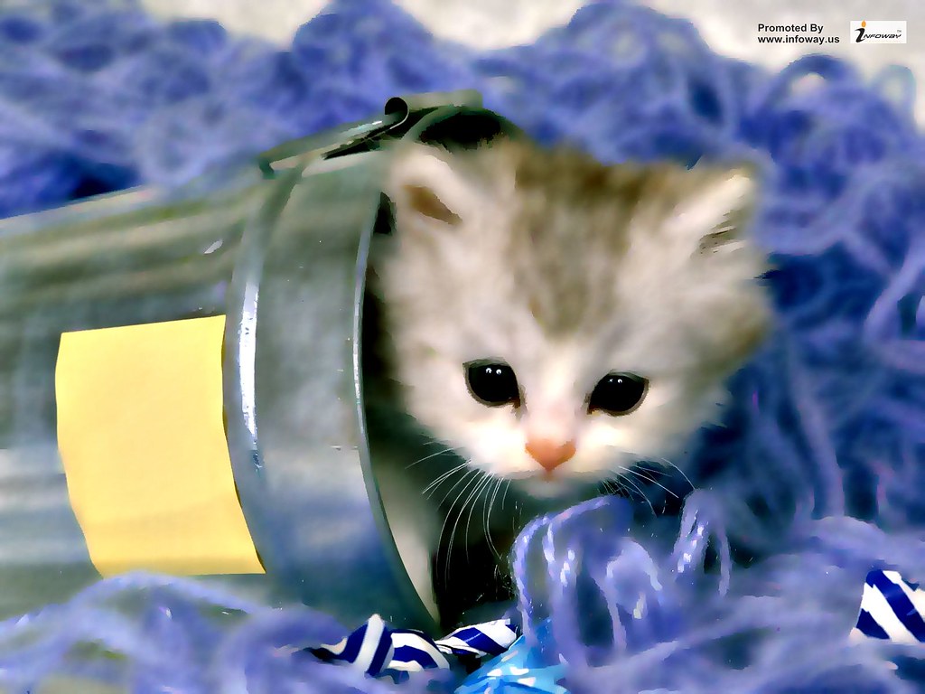 fond d'écran de chat,chat,chats de petite à moyenne taille,félidés,chaton,moustaches