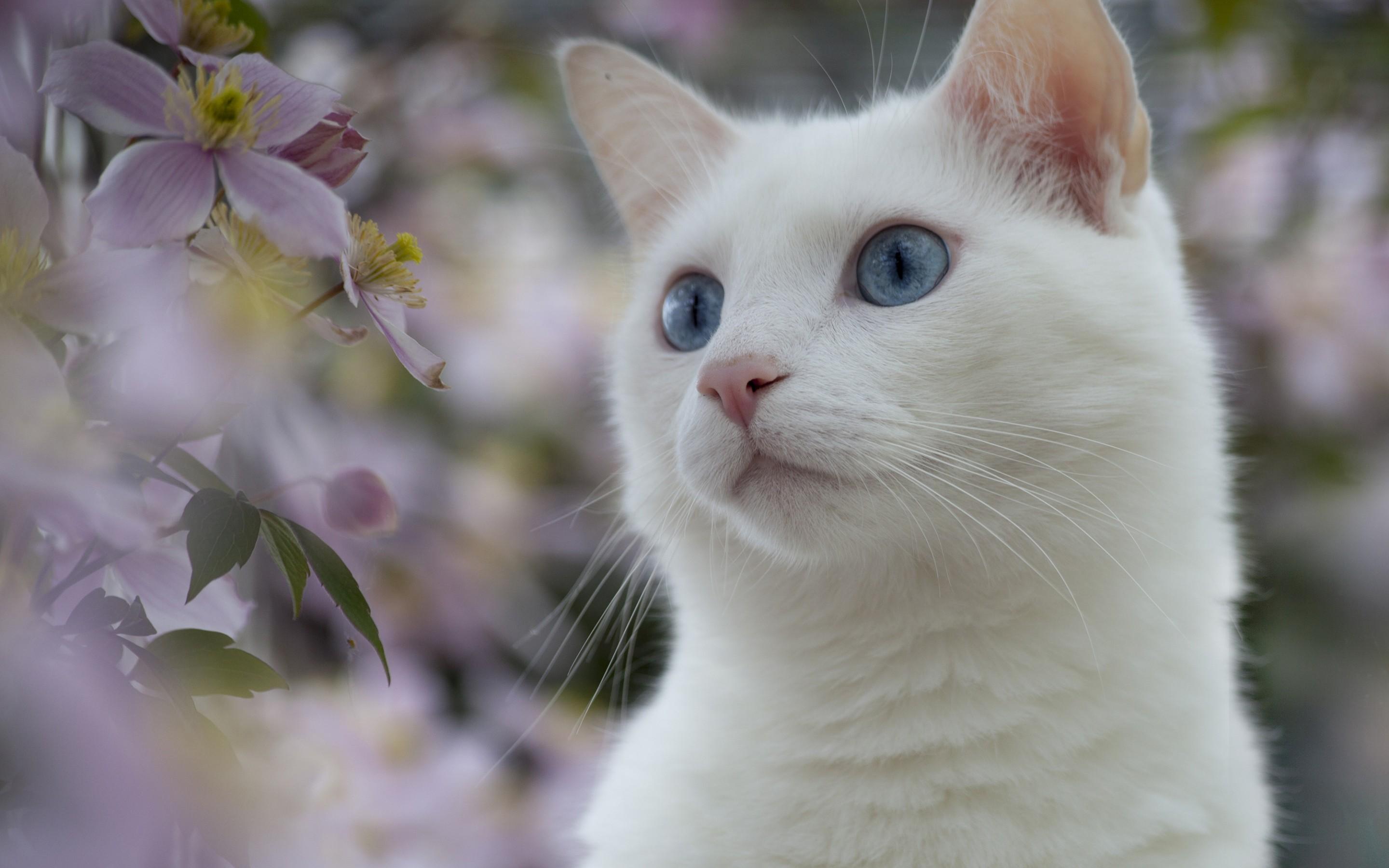 gato fondo de pantalla,gato,gatos pequeños a medianos,felidae,bigotes,khao manee