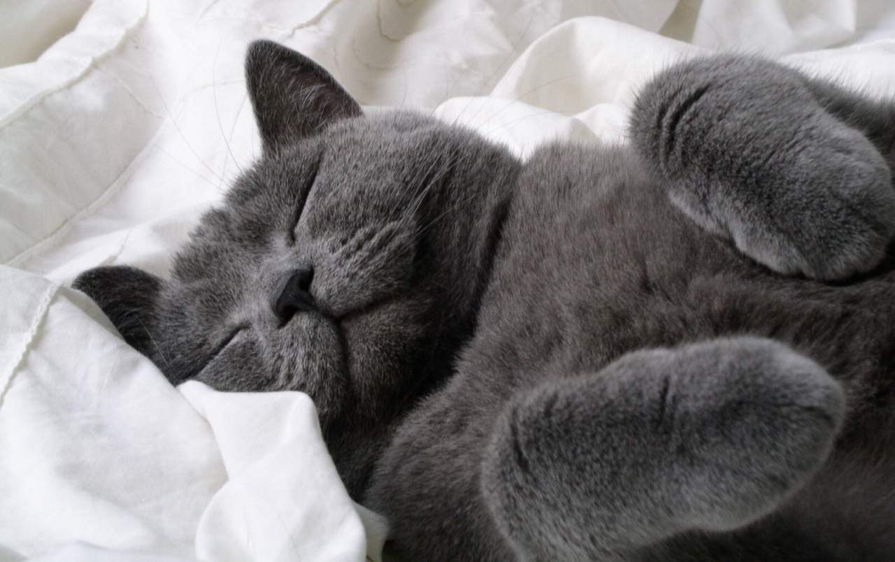 fond d'écran de chat,chat,chats de petite à moyenne taille,félidés,shorthair britannique,bleu russe