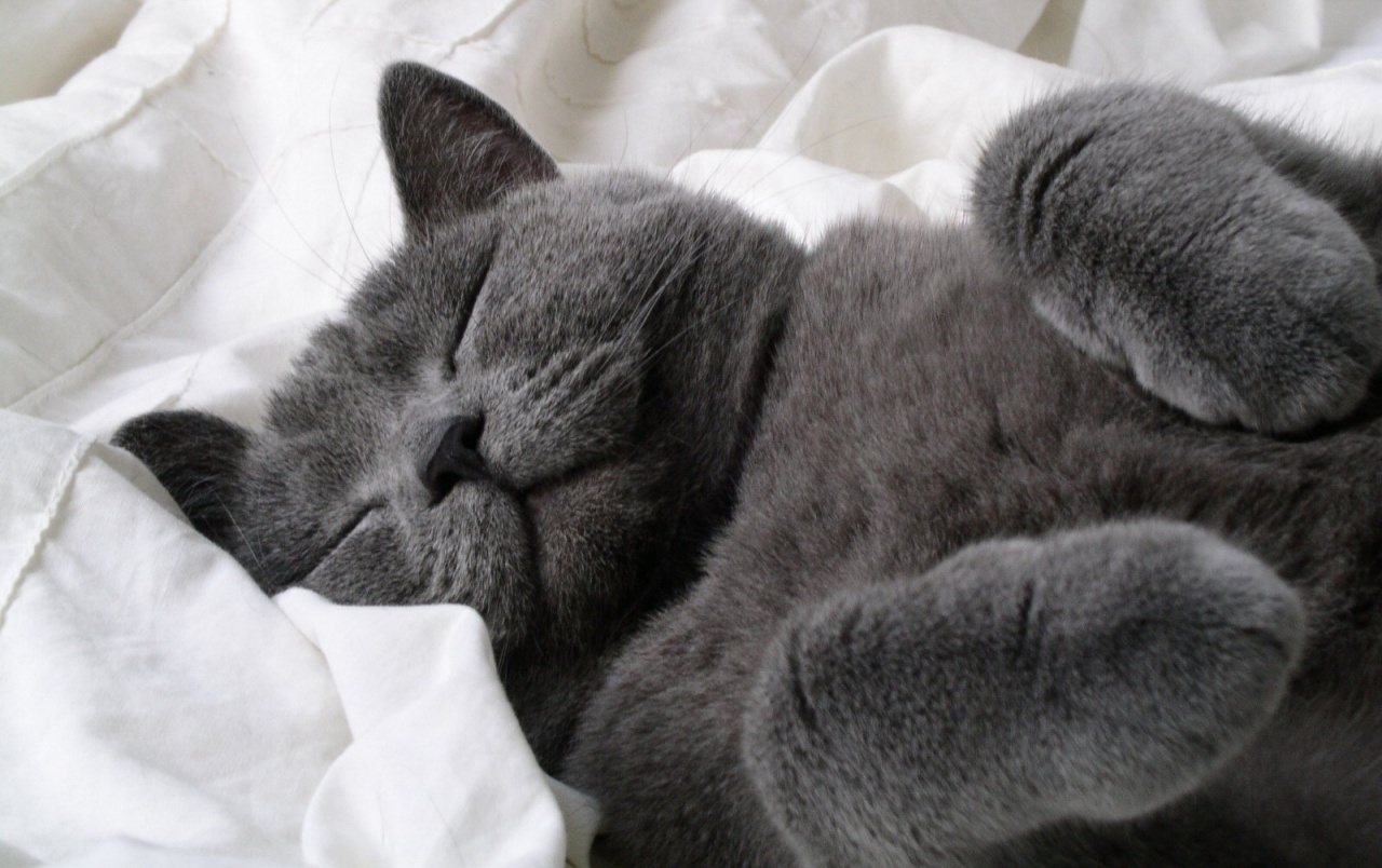 gato fondo de pantalla,gato,gatos pequeños a medianos,felidae,pelo corto británico,azul ruso