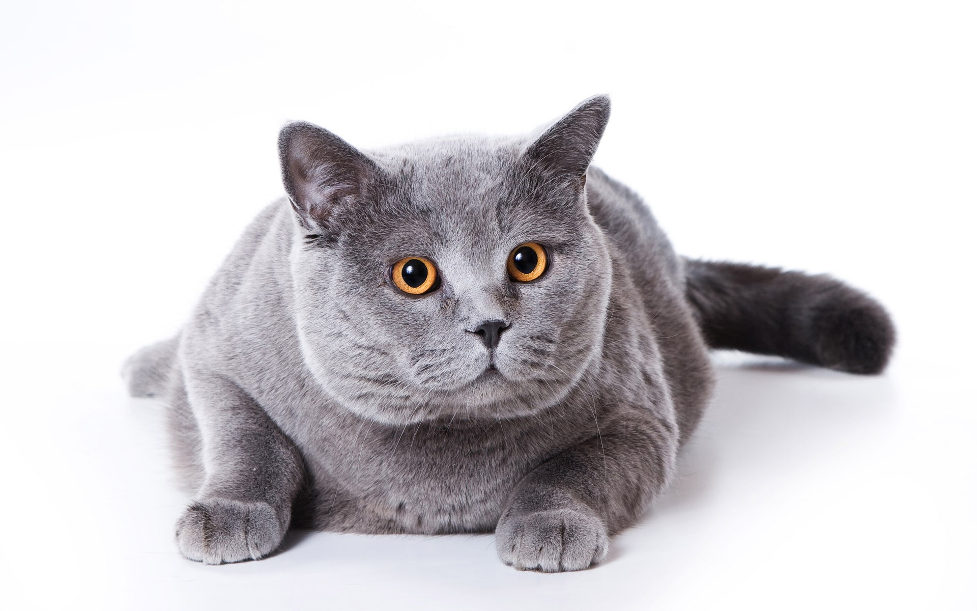 fond d'écran de chat,chat,chats de petite à moyenne taille,shorthair britannique,félidés,bleu russe