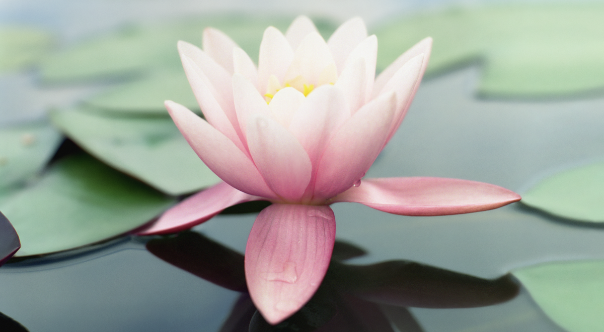 ios wallpaper hd,sacred lotus,fragrant white water lily,lotus,petal,flower