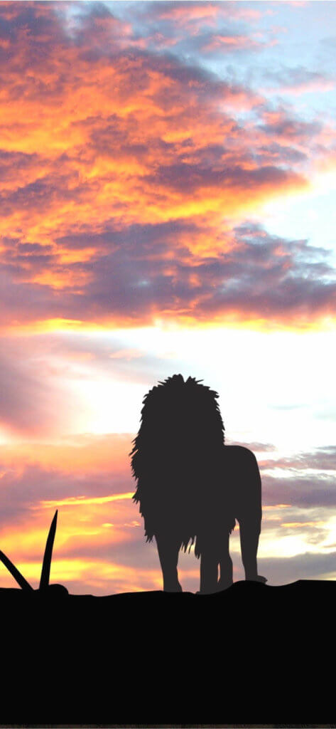 iphone wallpapers full hd,sky,silhouette,wildlife,lion,sunset
