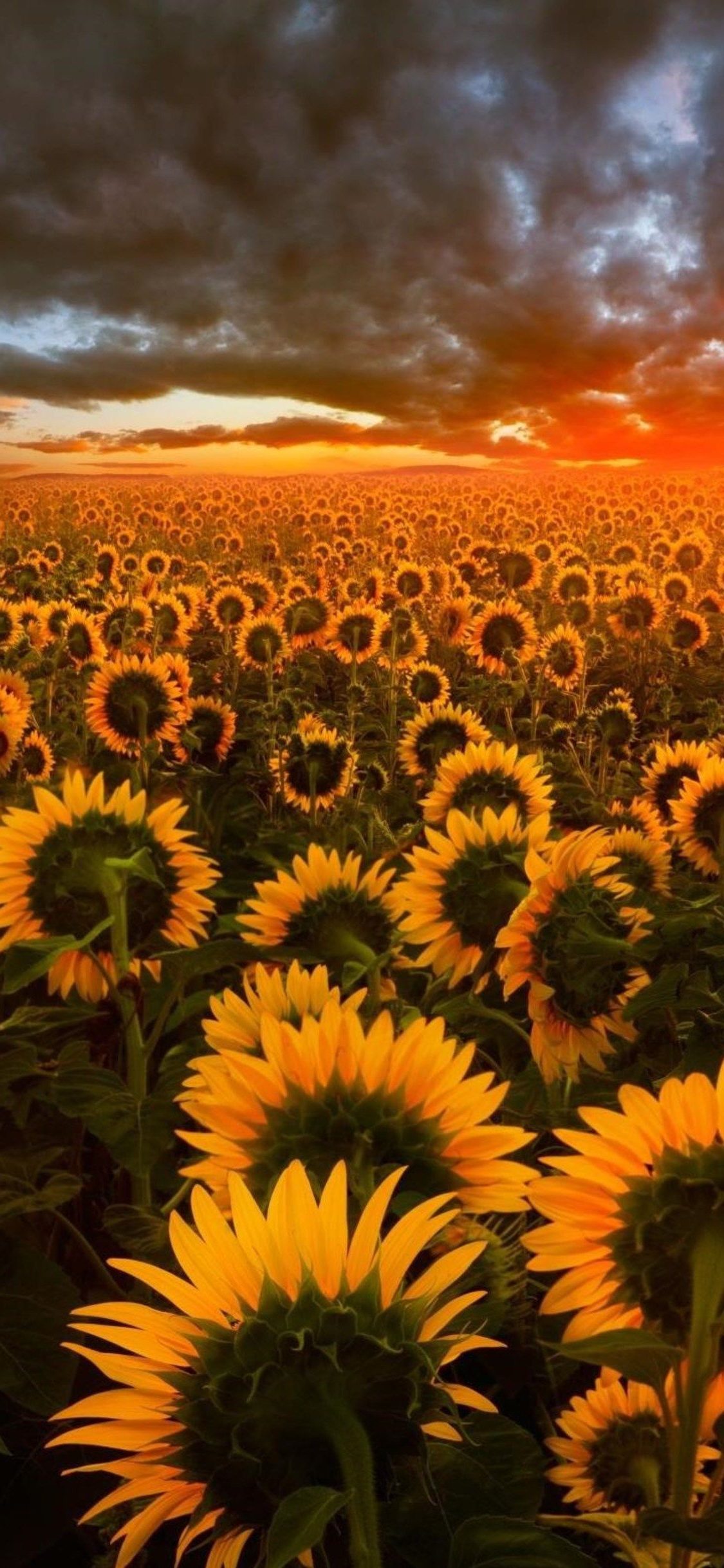 iphone wallpapers full hd,sunflower,nature,sky,flower,field