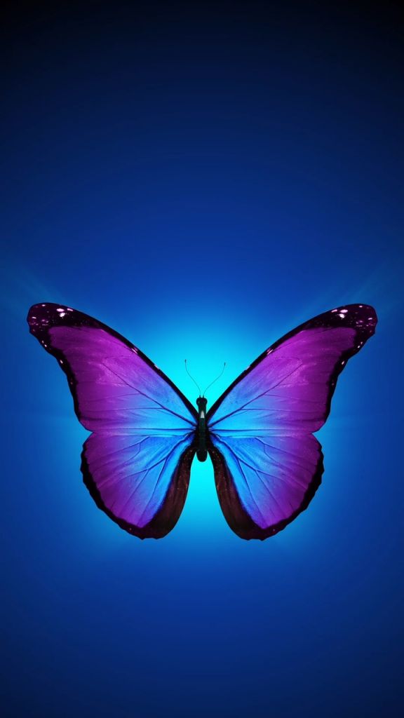 fond d'écran apple iphone,papillon,bleu,insecte,la nature,papillons et papillons
