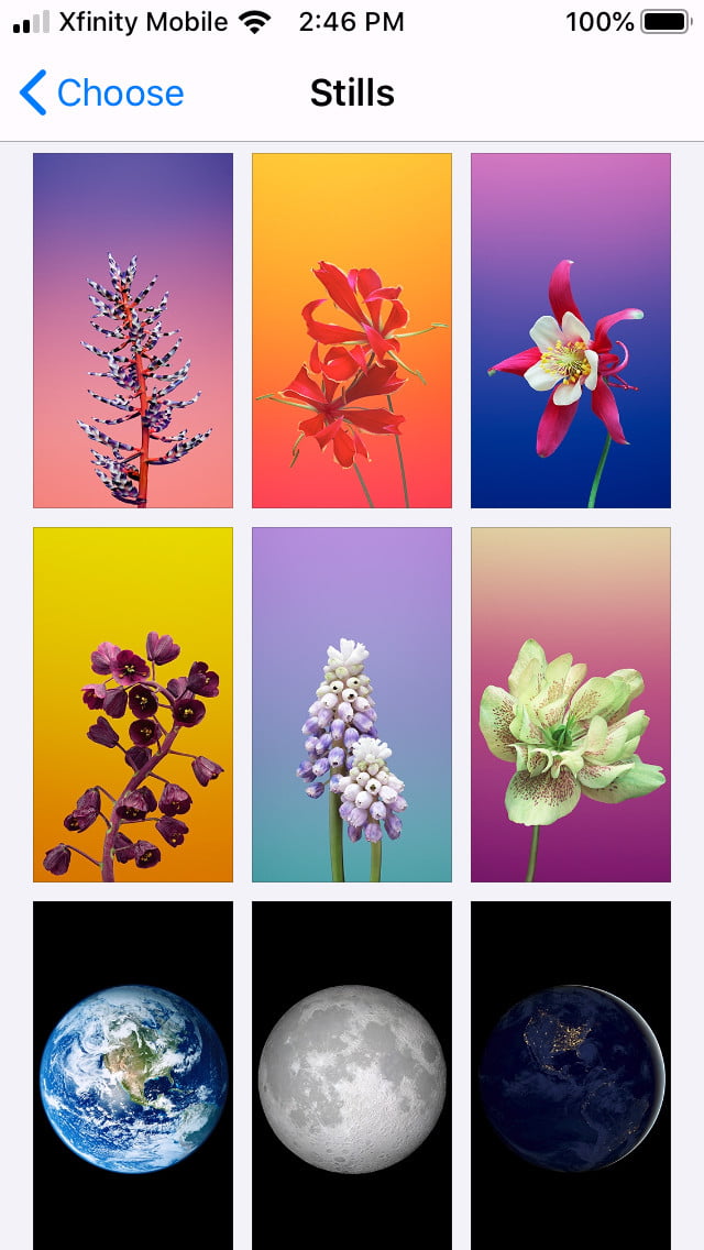 fond d'écran apple iphone,plante,fleur