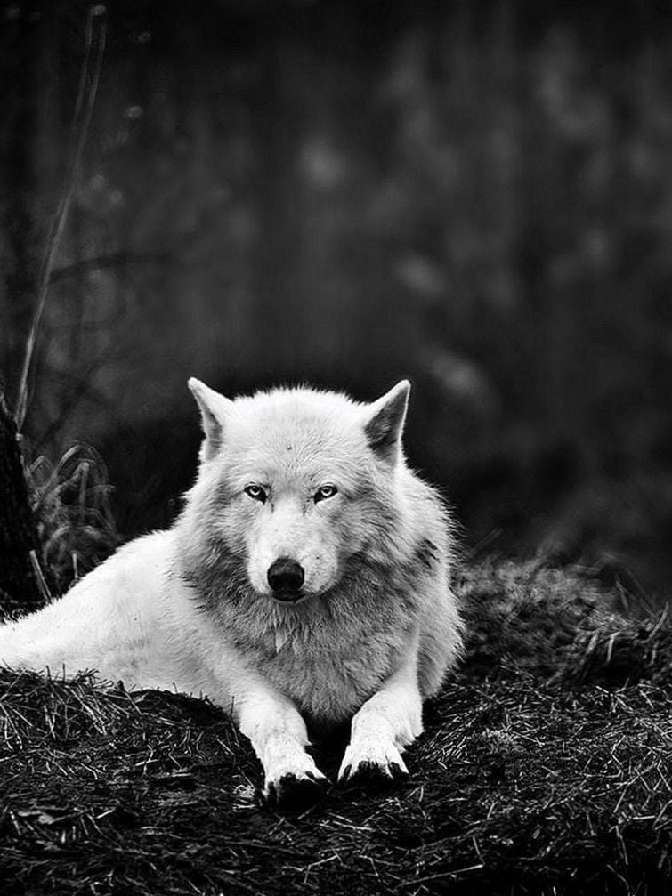 ipad fondos de pantalla hd,blanco,canis lupus tundrarum,en blanco y negro,perro,fotografía monocroma