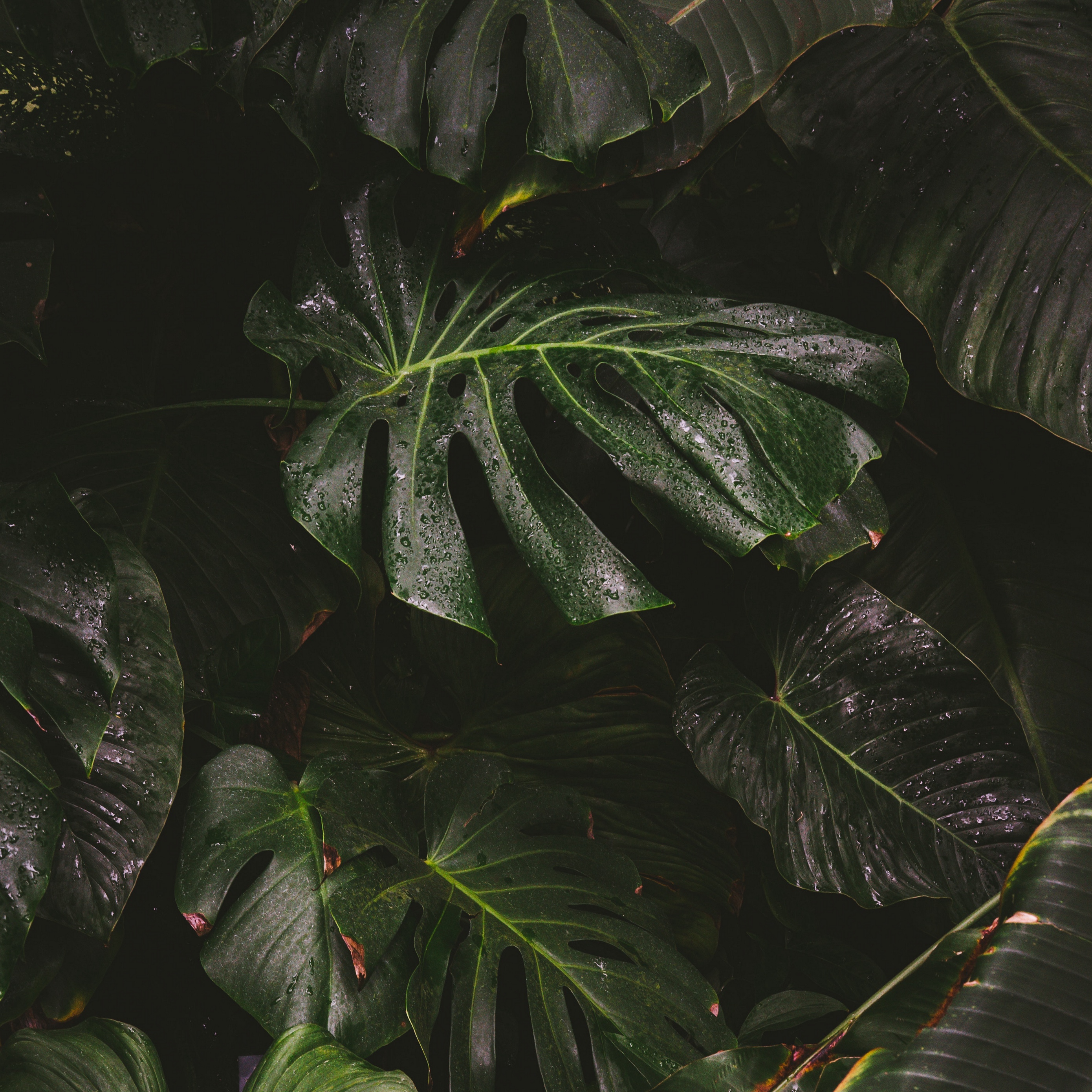 fond d'écran ipad hd,feuille,plante,fleur,anthurium,xanthosoma