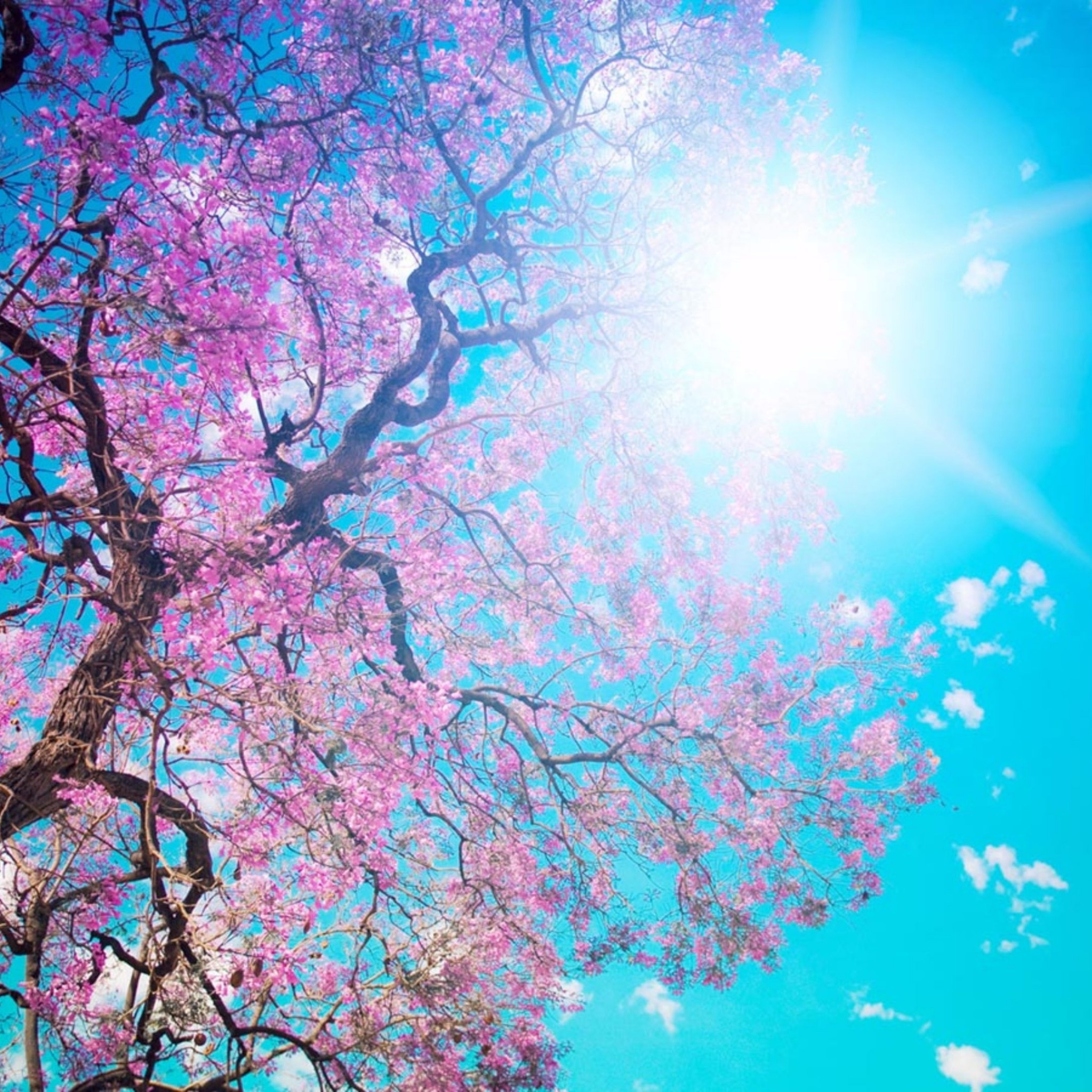 ipad wallpaper hd,blue,sky,pink,branch,blossom