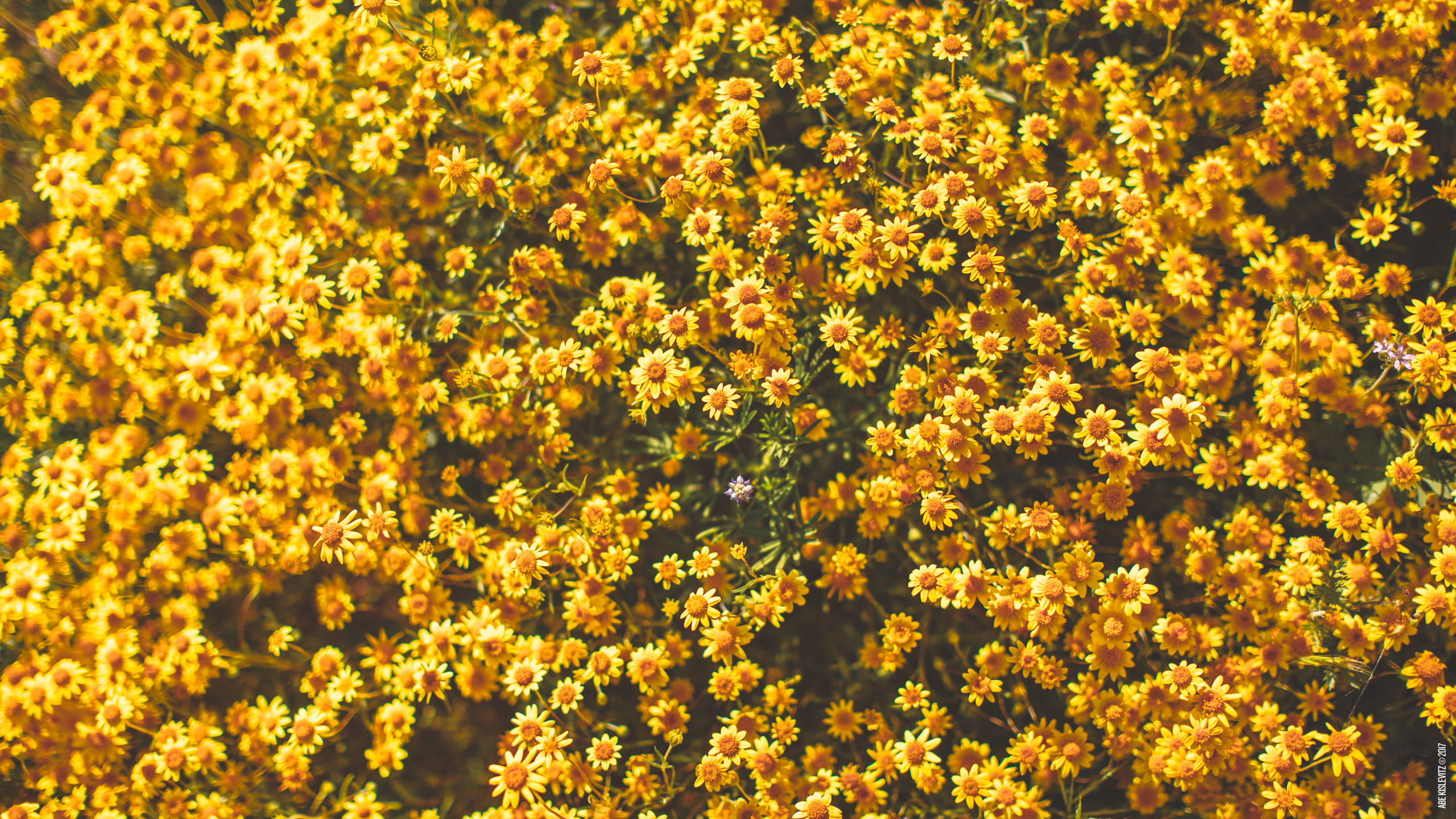 macbook wallpaper,flower,plant,yellow,flowering plant,wildflower