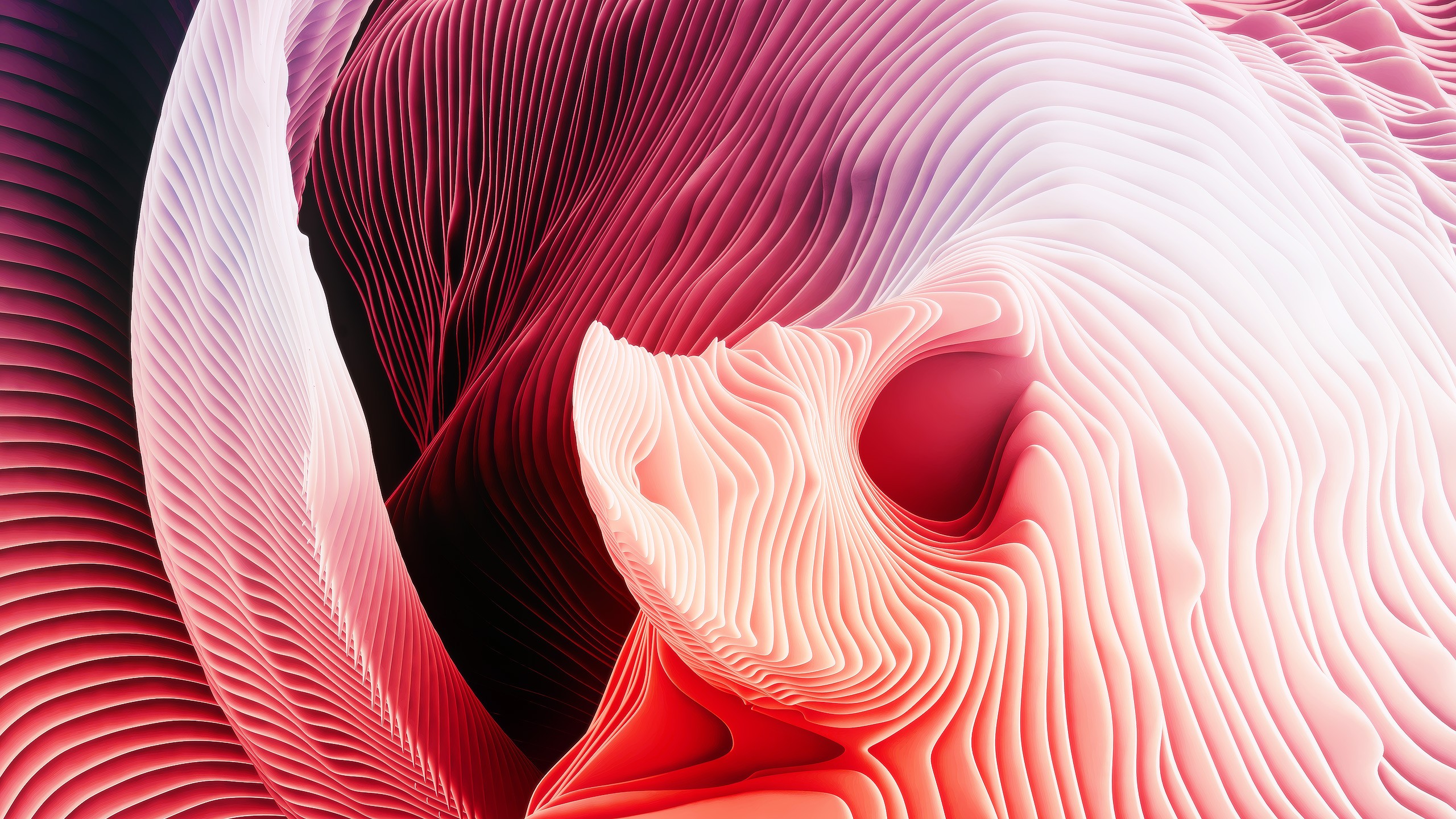 fondo de pantalla de macbook,rosado,rojo,de cerca,pétalo,ilustración