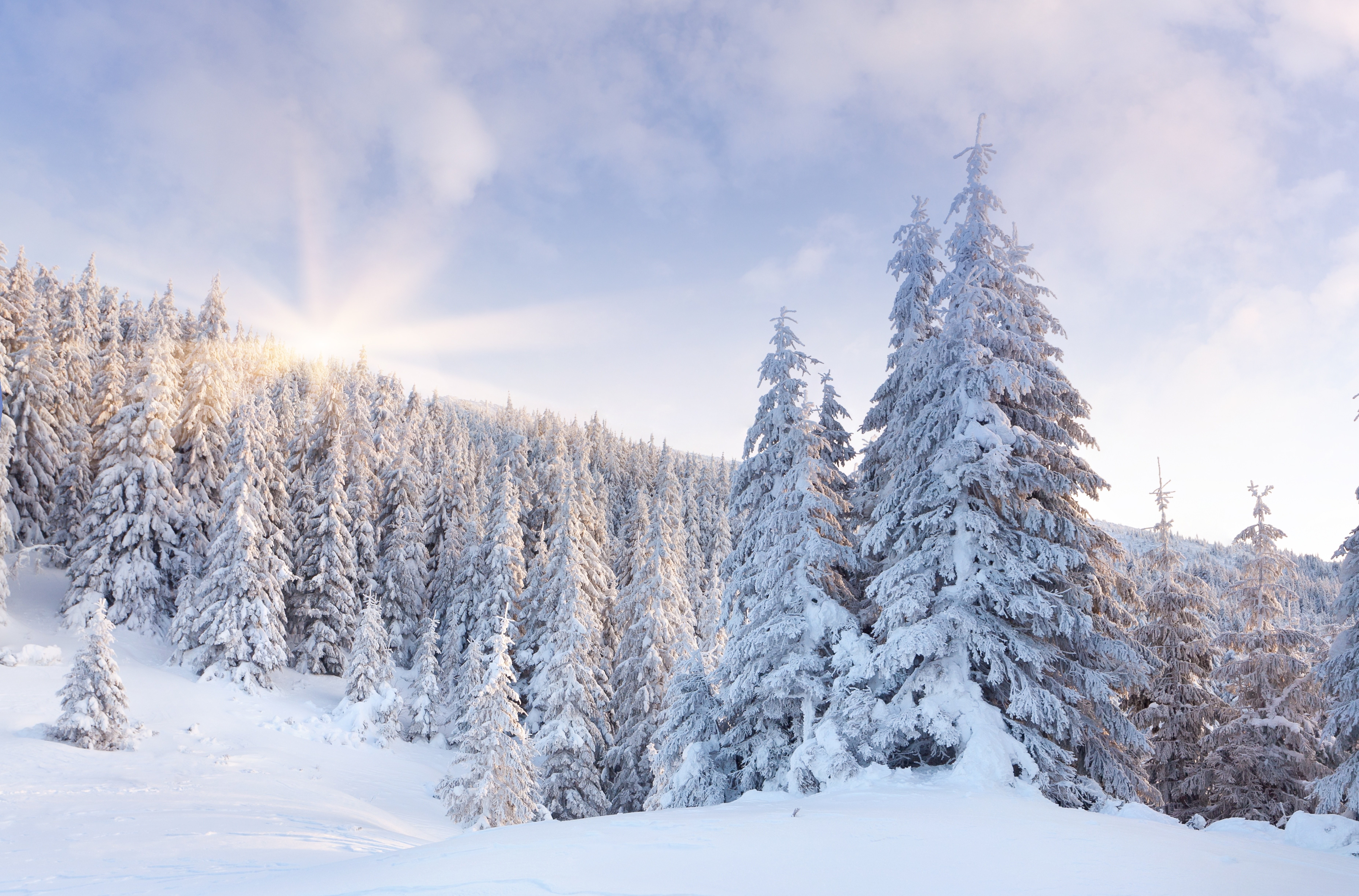 macbookの壁紙,雪,冬,木,ショートリーフブラックスプルース,霜