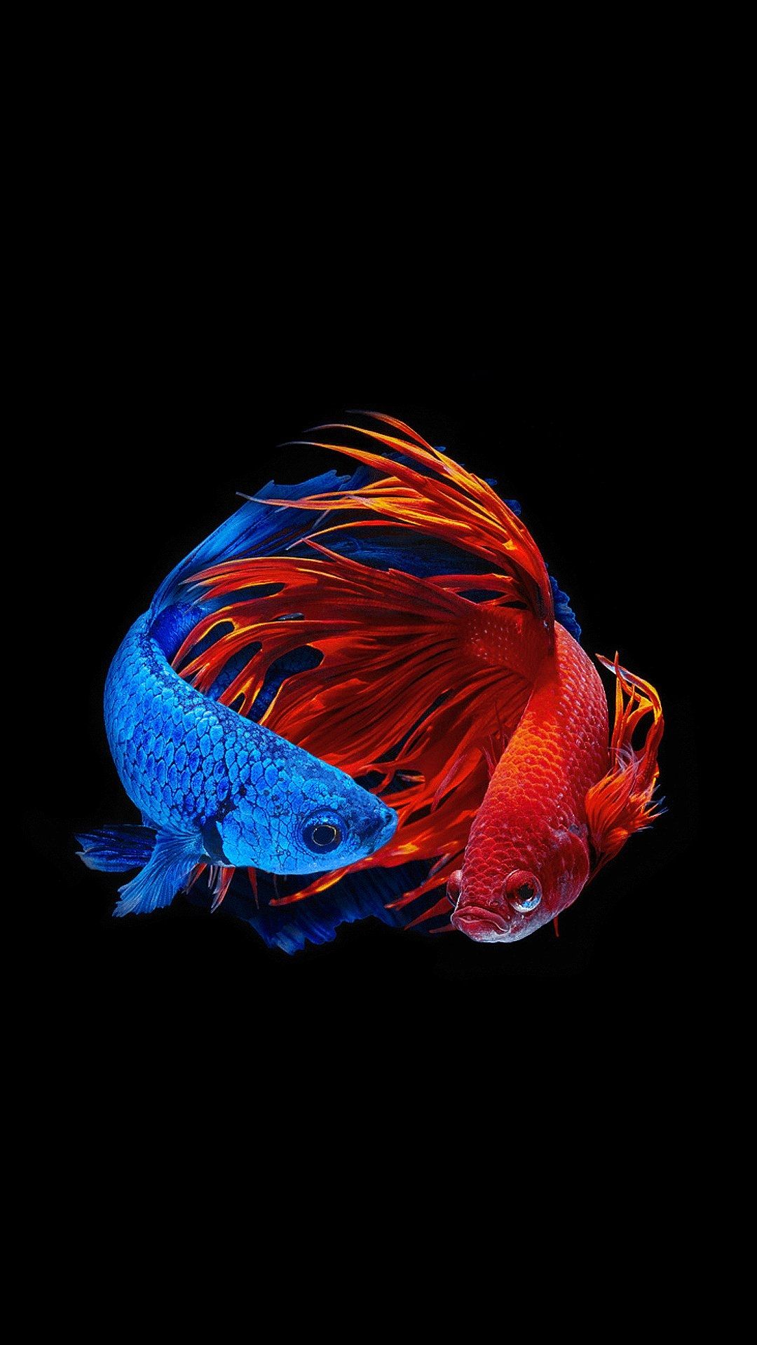 iphone 5s fondo de pantalla,azul,azul eléctrico,azul cobalto,peces de aguas profundas,biología marina