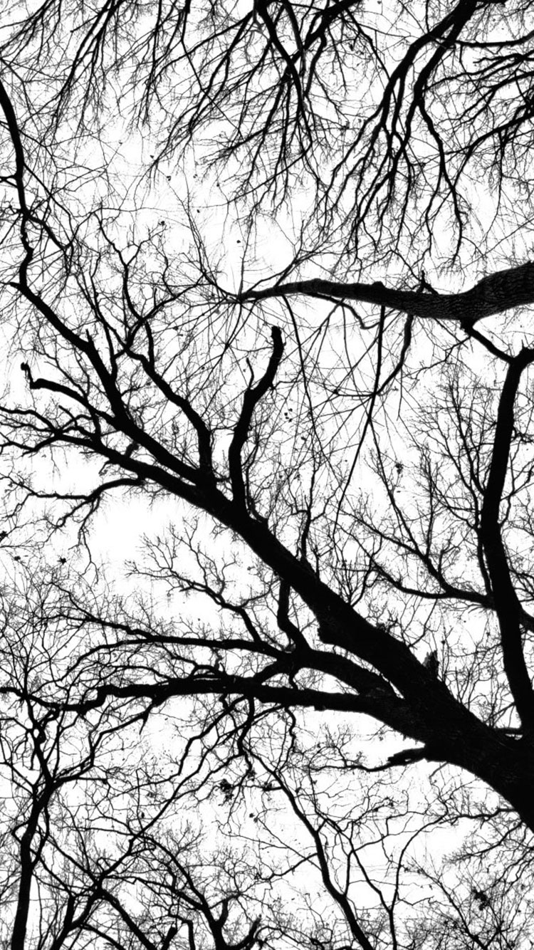 iphone 5s wallpaper,branch,tree,black and white,photograph,nature