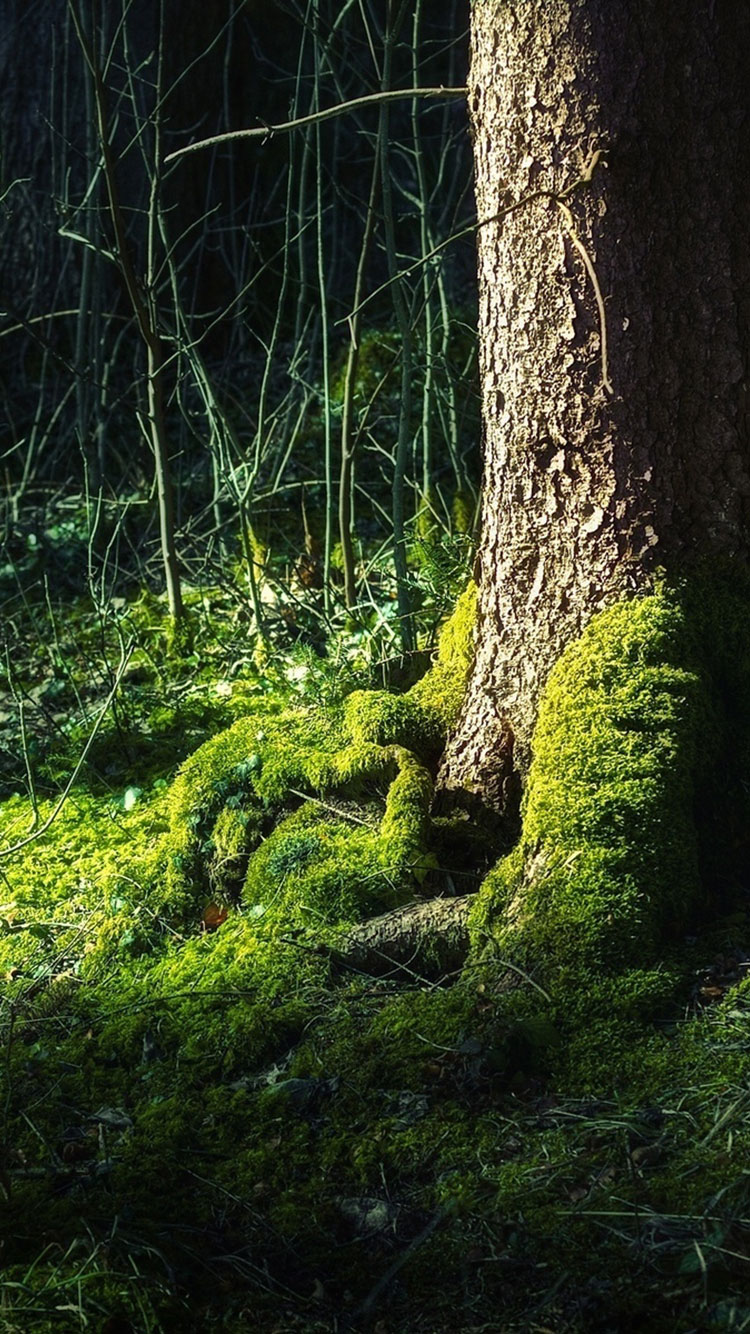 fond d'écran iphone 6 hd,la nature,arbre,paysage naturel,forêt ancienne,forêt