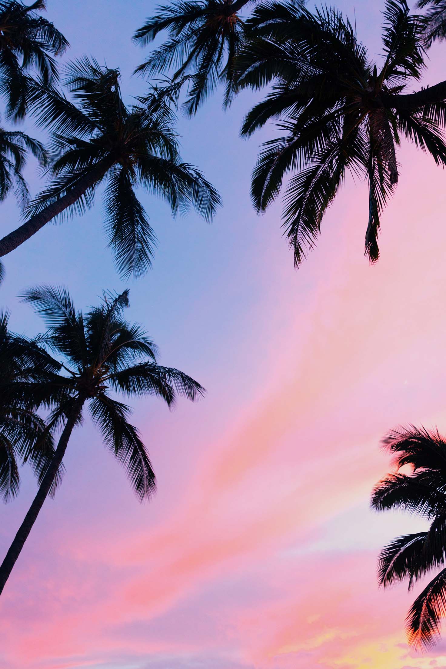 best iphone wallpapers,tree,sky,palm tree,nature,elaeis