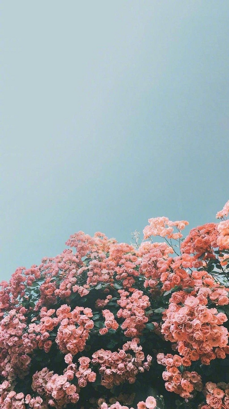 wallpapers iphone,pink,flower,plant,natural environment,sky