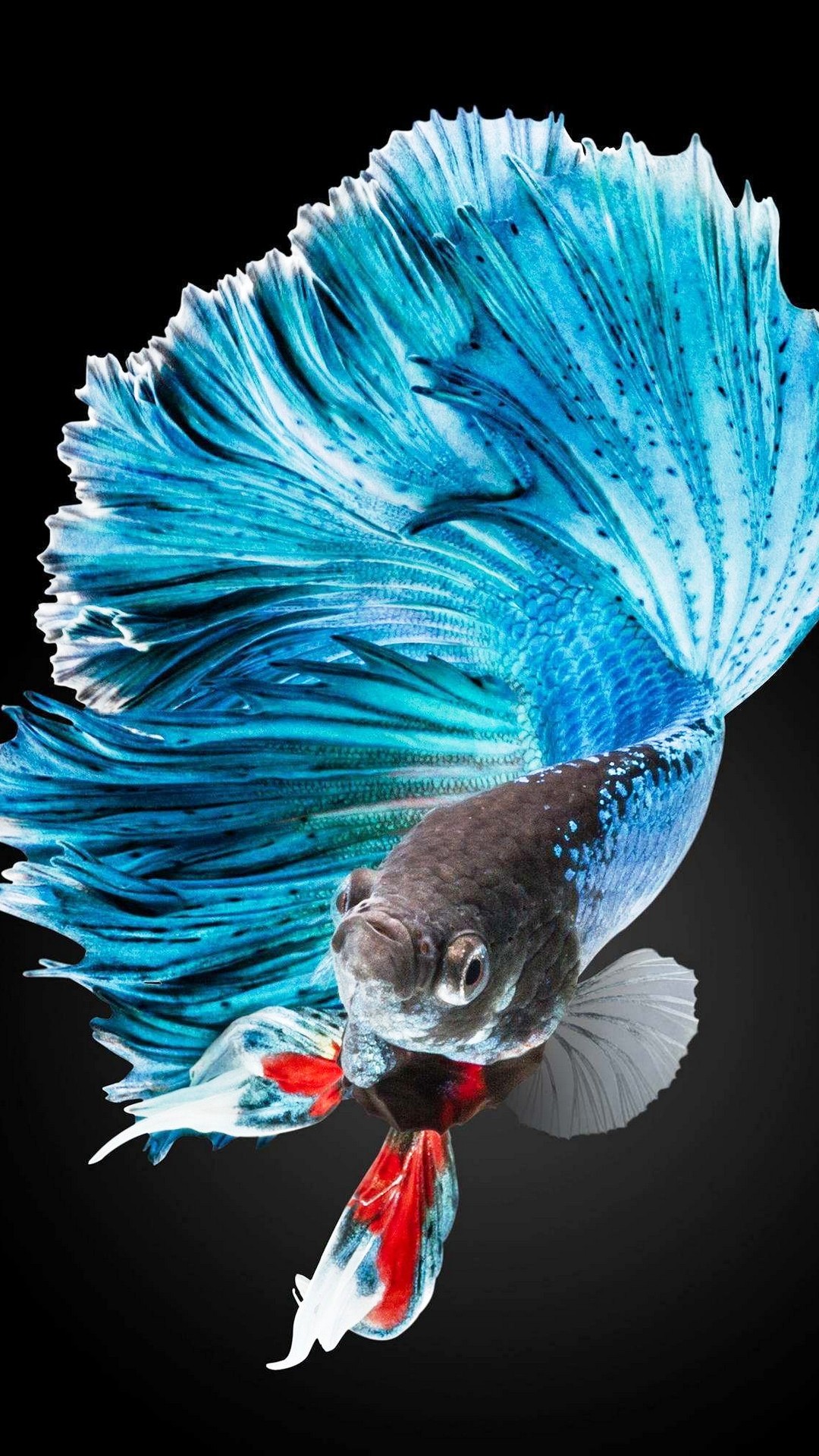 iphone 6 plus wallpaper,blue,turquoise,fish,fish,tail