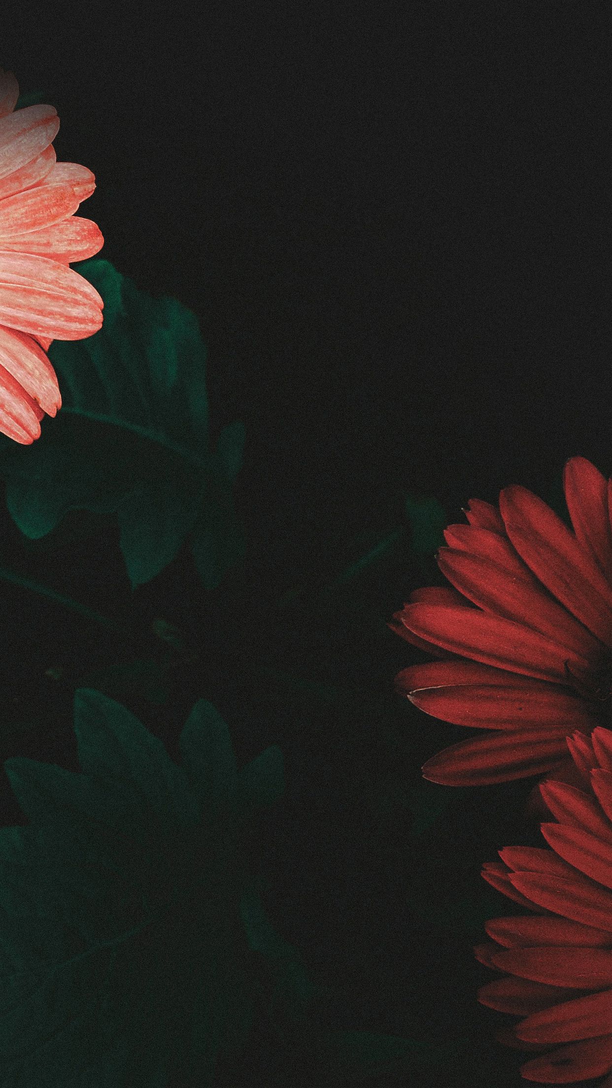 sfondo di iphone 6 plus,gerbera,rosso,petalo,fiore,rosa