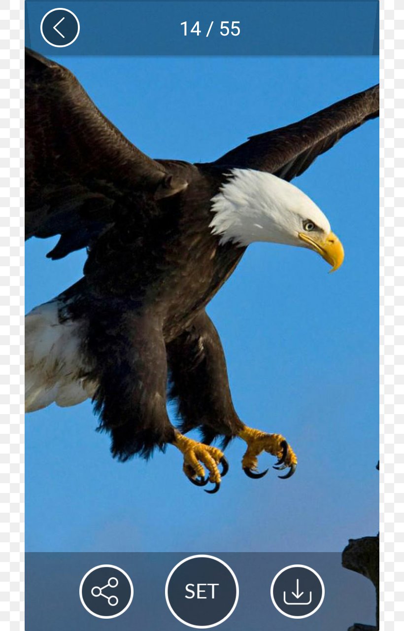 iphone 6s fondo de pantalla,águila calva,pájaro,águila,ave de rapiña,accipitridae
