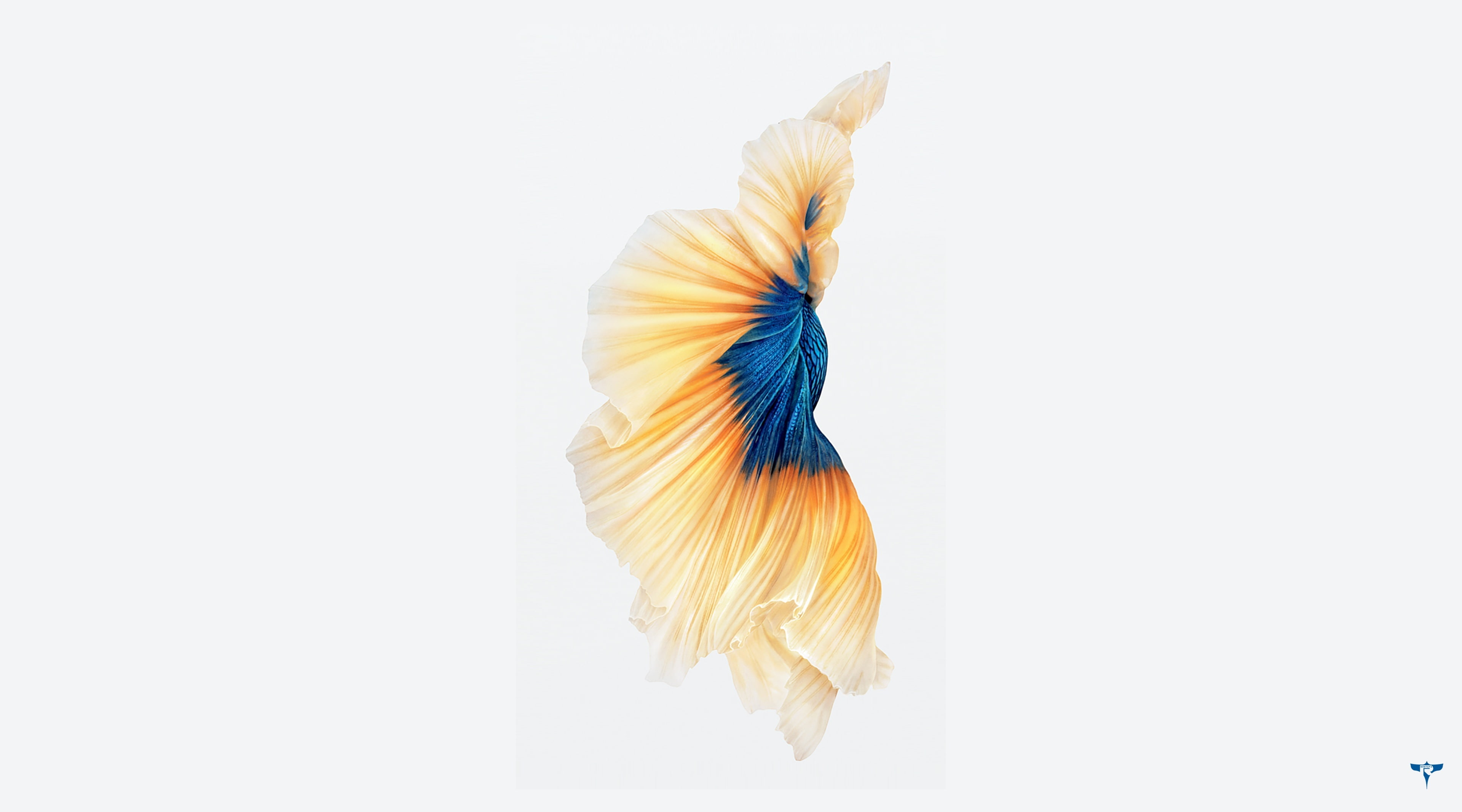 iphone 6s wallpaper,white,blue,yellow,turquoise,petal