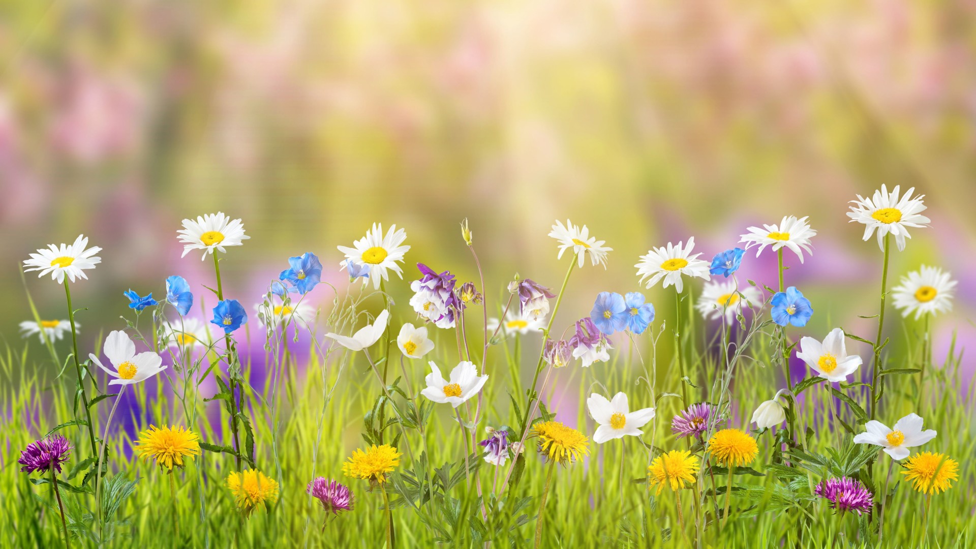 1920x1080 sfondi,prato,paesaggio naturale,natura,fiore,primavera