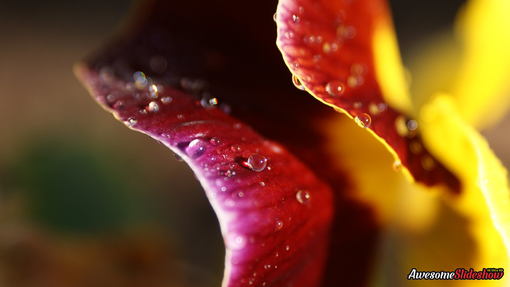 sfondo di ubuntu,rosso,acqua,macrofotografia,avvicinamento,petalo