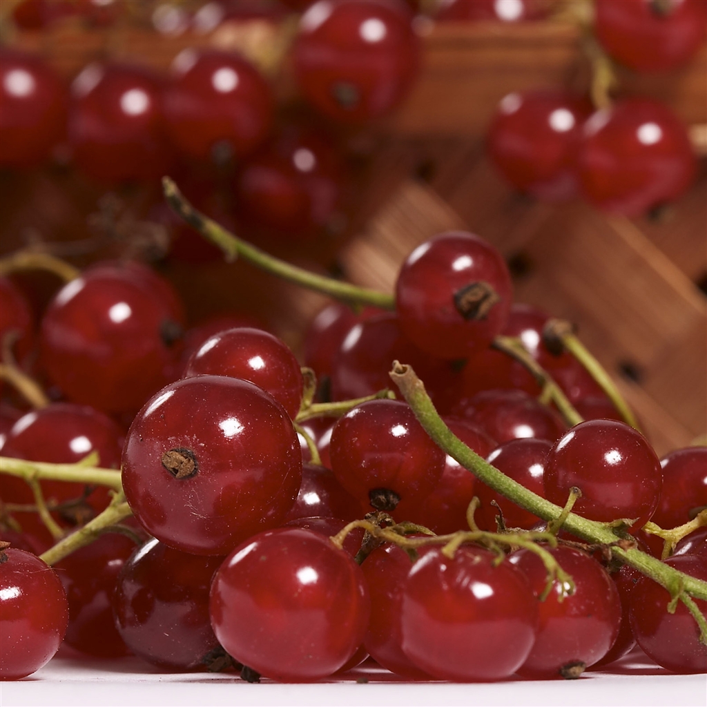 fond d'écran doux,fruit,cerise,aliments,baie,groseille