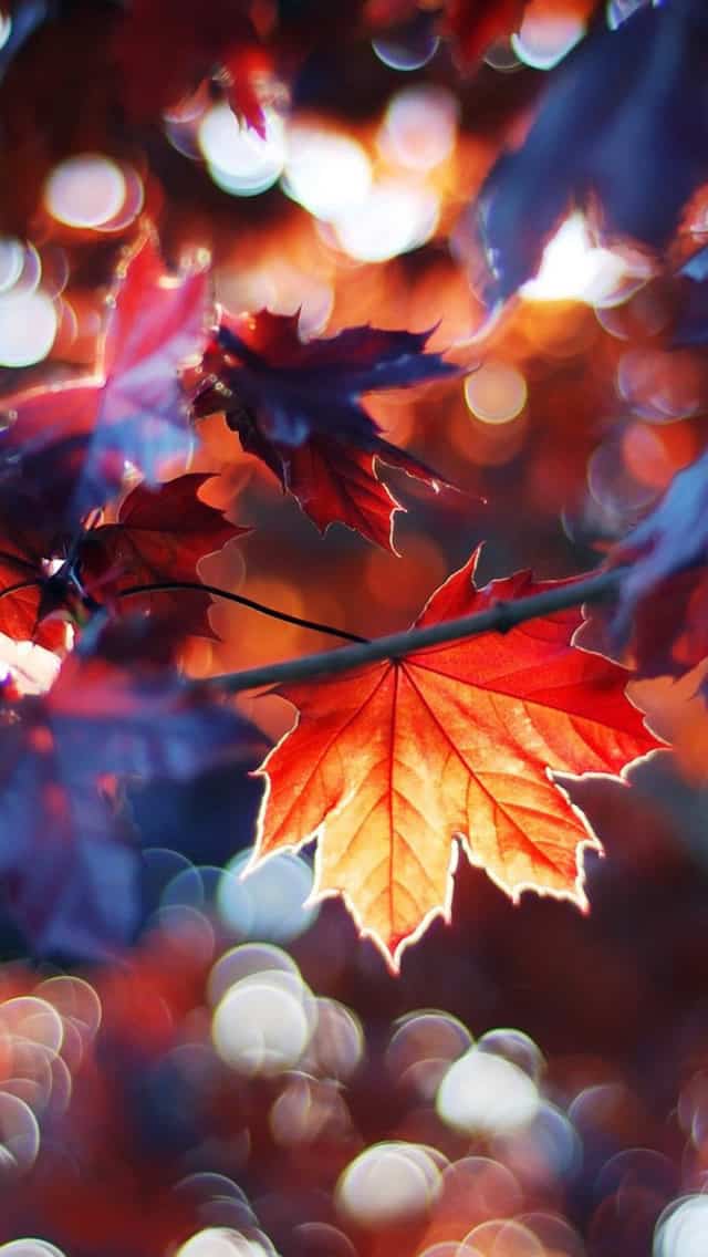 fall wallpaper,leaf,tree,maple leaf,red,sky