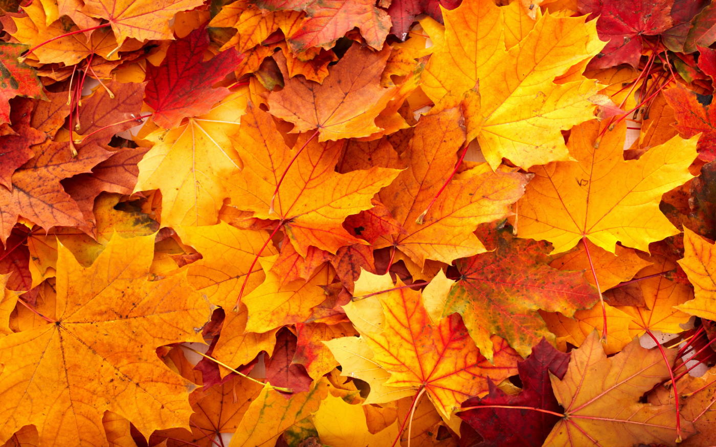 秋の壁紙,葉,木,カエデの葉,黄,工場