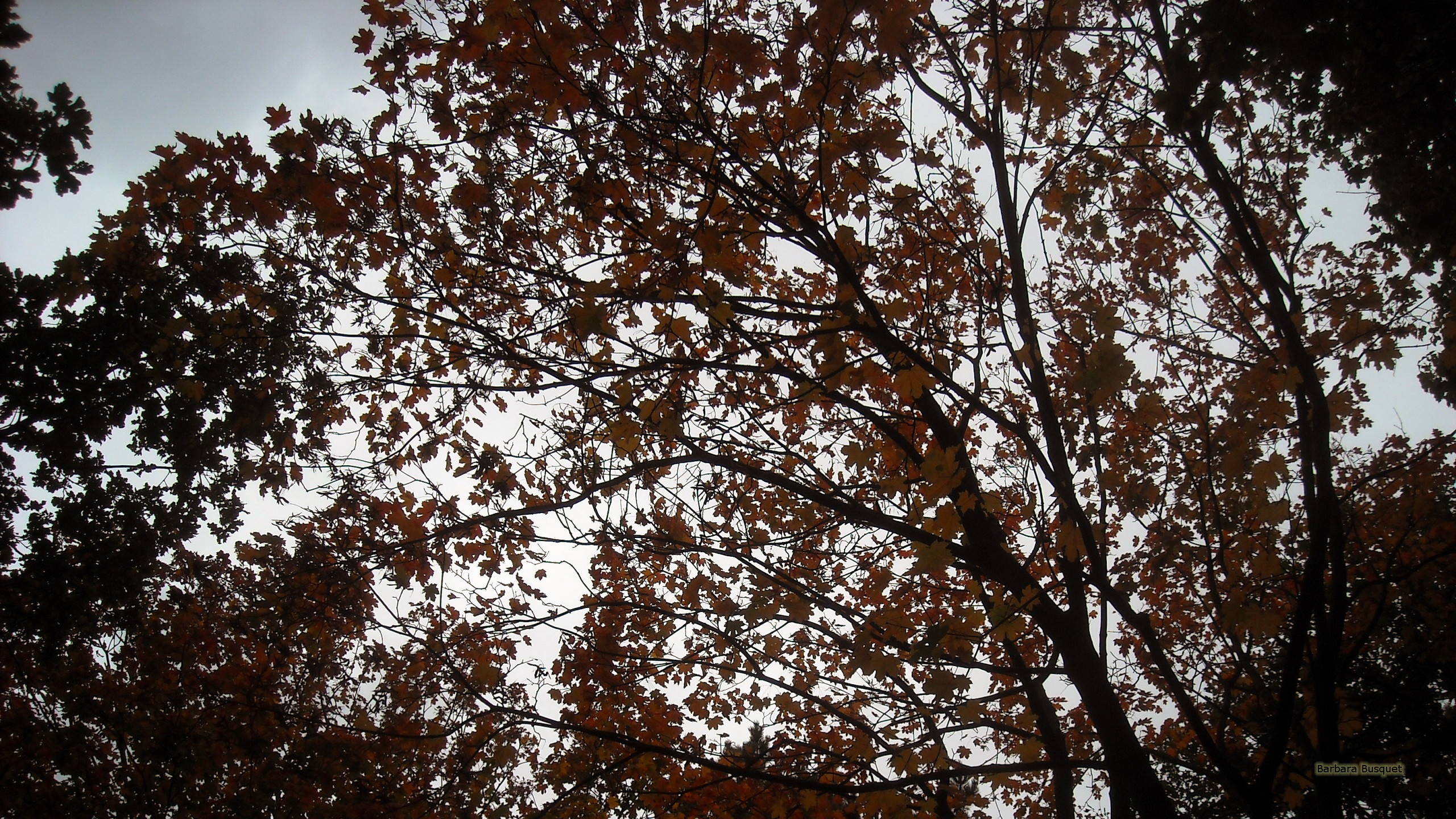 秋の壁紙,木,木本,葉,工場,空