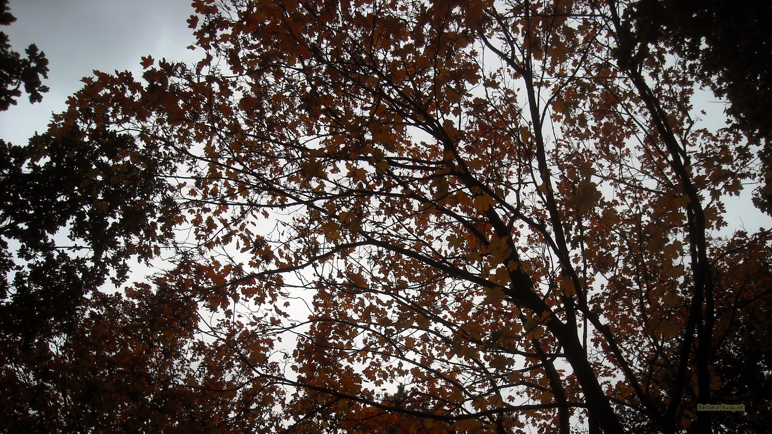 herbst tapete,baum,holzige pflanze,blatt,pflanze,himmel