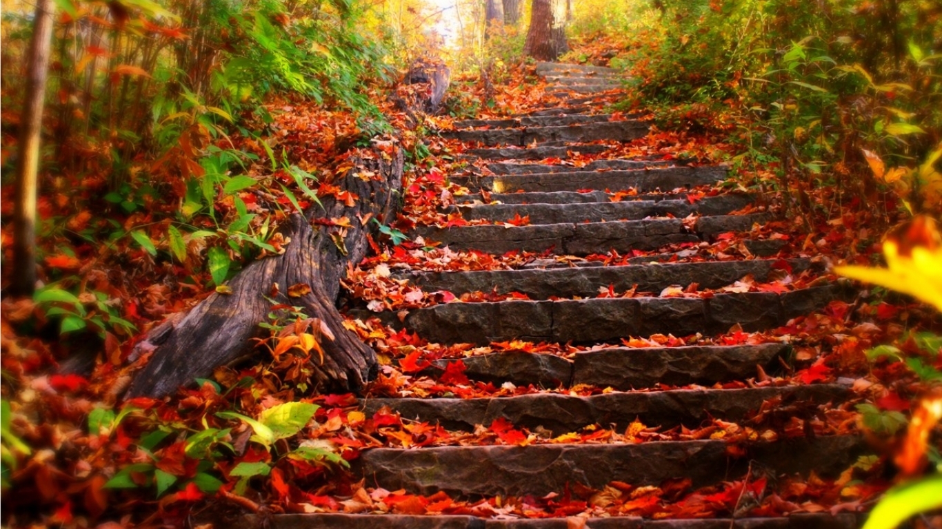 herbst tapete,natur,blatt,herbst,natürliche landschaft,baum