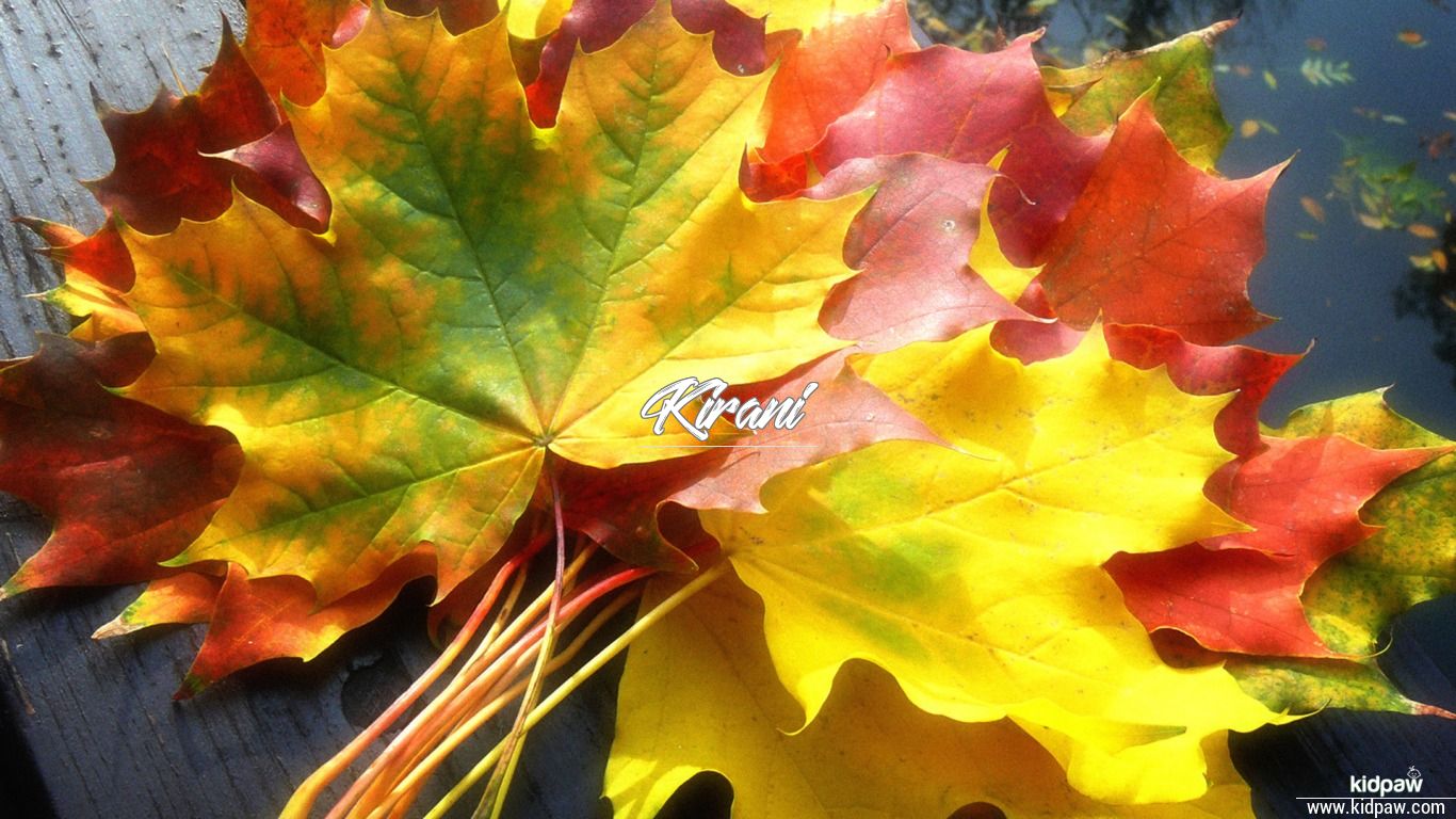 fall wallpaper,leaf,tree,black maple,maple leaf,plant