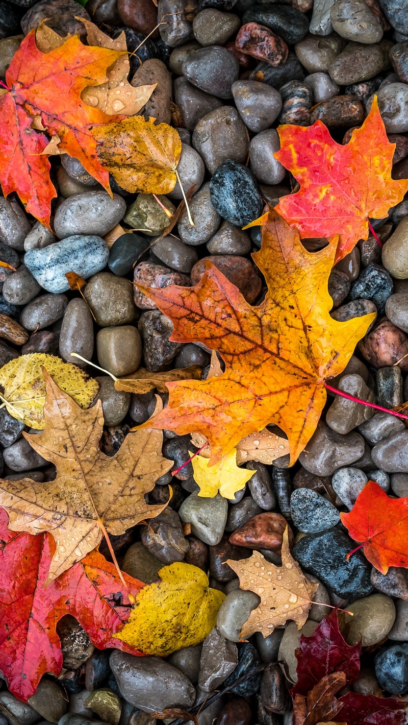 秋壁紙tumblr 木 葉 秋 通り 黄 Wallpaperuse