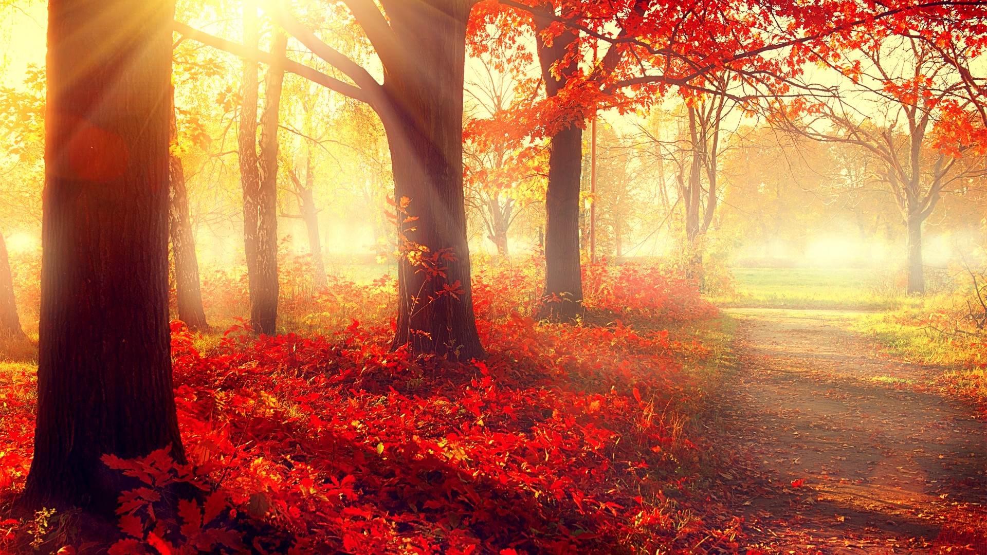 秋の壁紙,自然の風景,自然,木,赤,森林