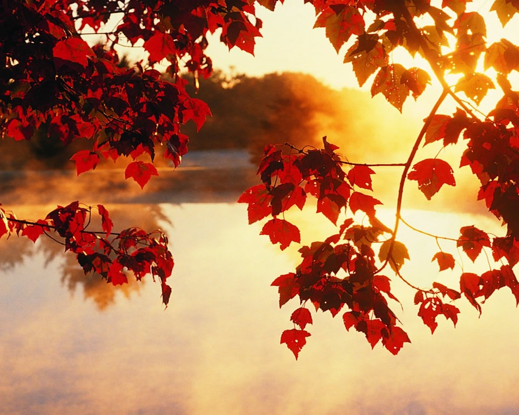 秋の壁紙,空,葉,赤,木,自然