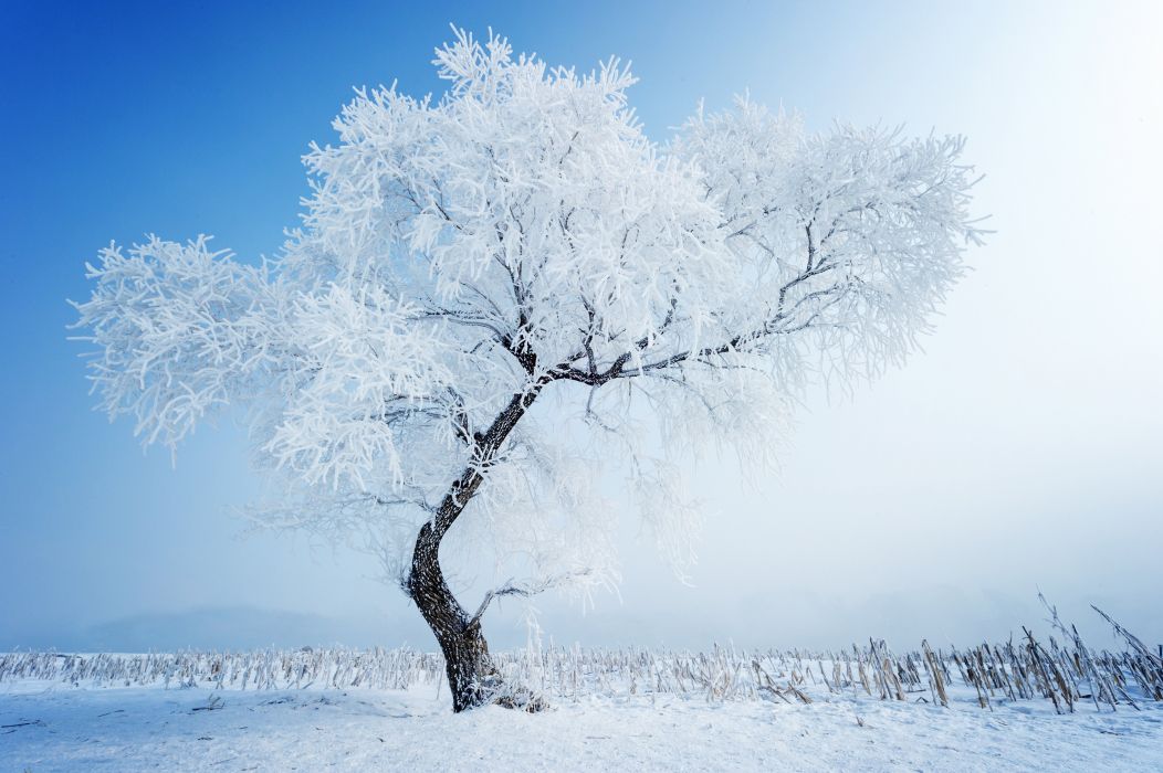 carta da parati neve,albero,inverno,brina,neve,natura