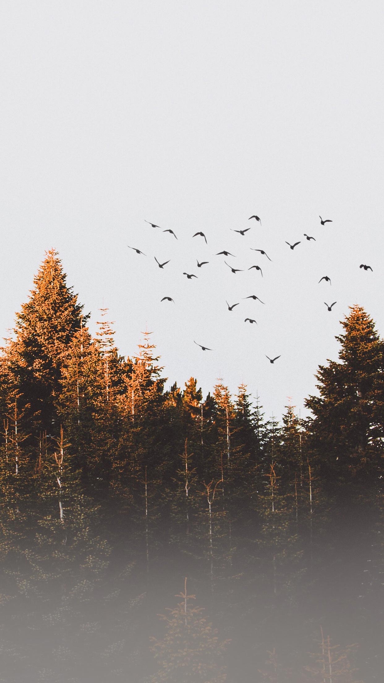 fall wallpaper,flock,nature,bird migration,bird,atmospheric phenomenon