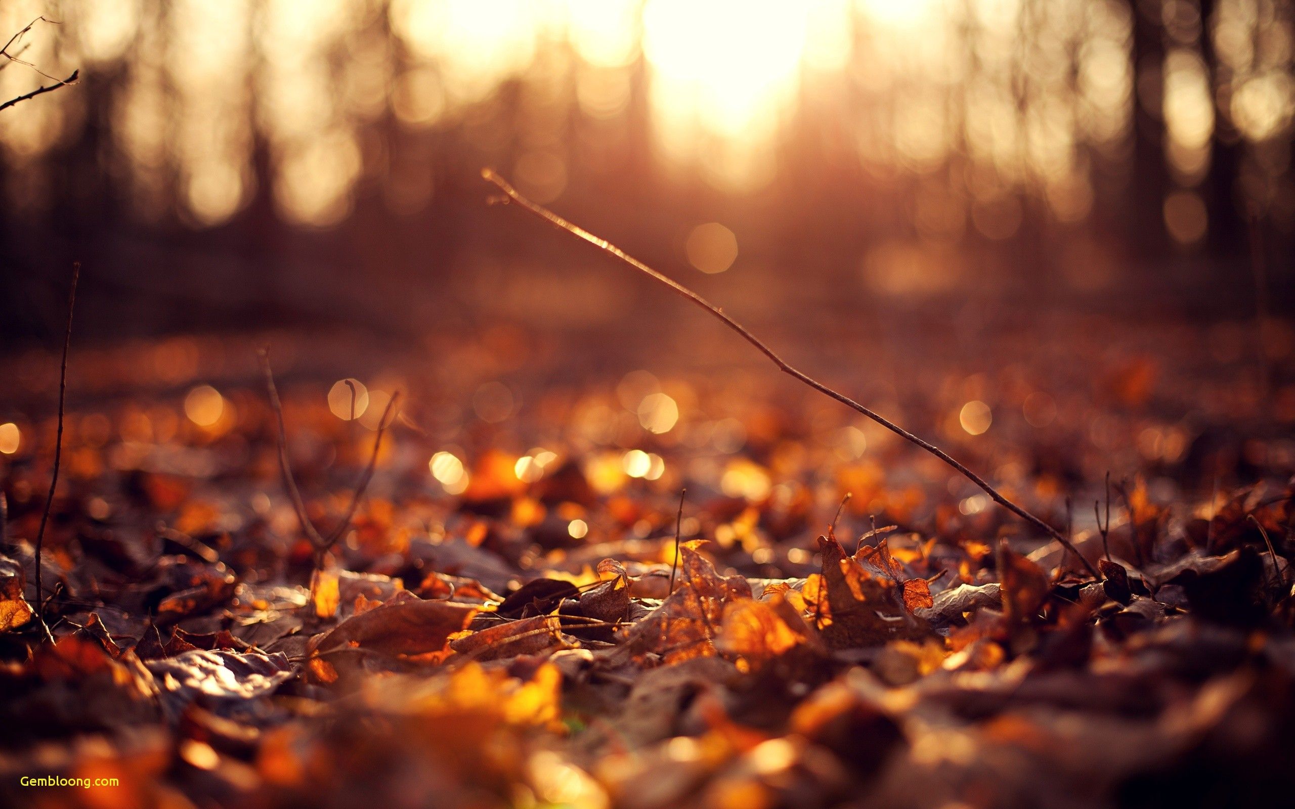 fall wallpaper,nature,leaf,sunlight,orange,light