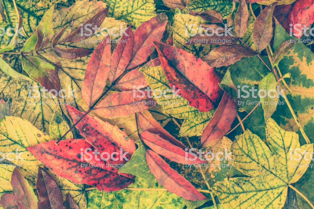 가을 벽지,잎,식물 병리학,식물,나무,가을