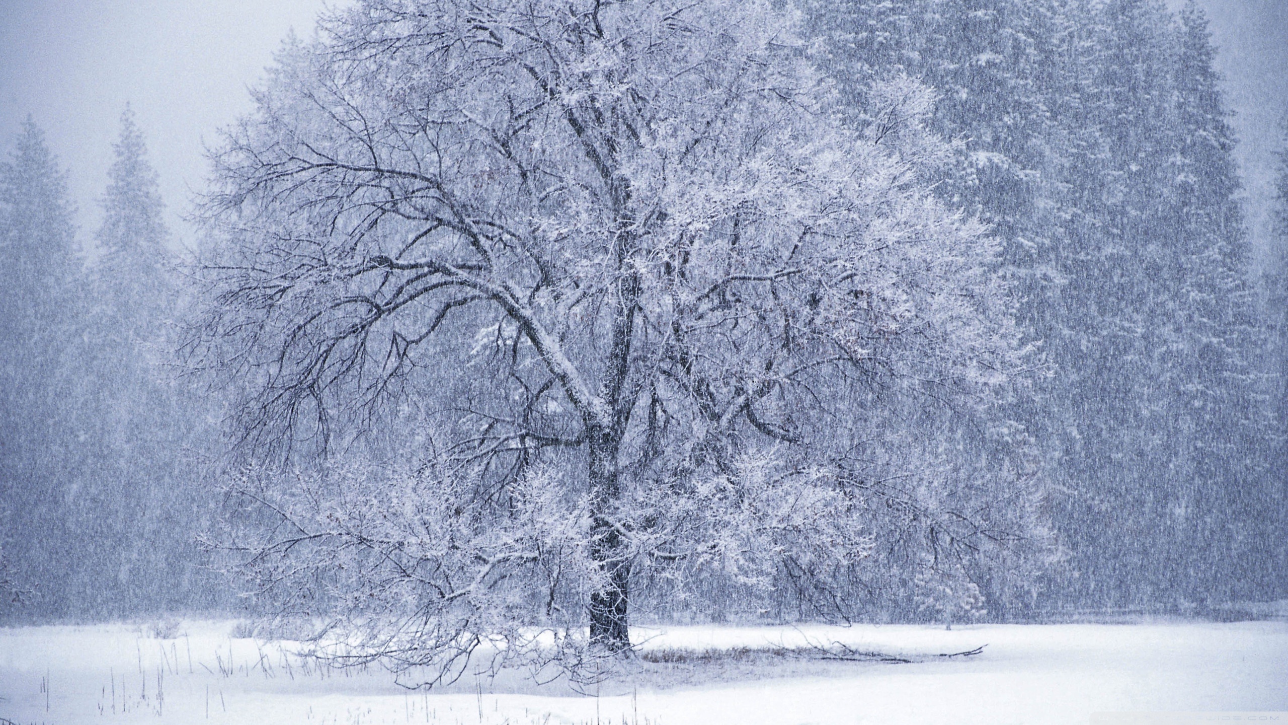 雪の壁紙,雪,冬,木,霜,凍結