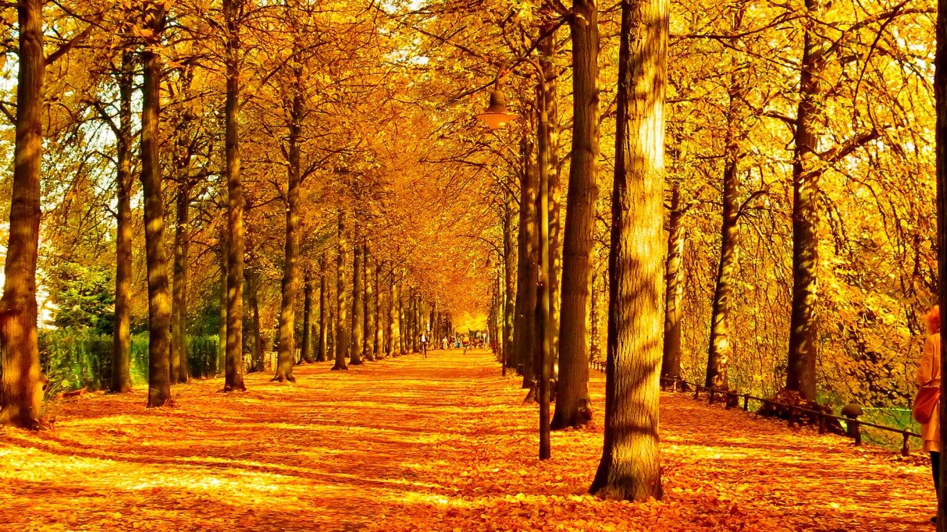 carta da parati caduta,albero,paesaggio naturale,natura,foresta,autunno