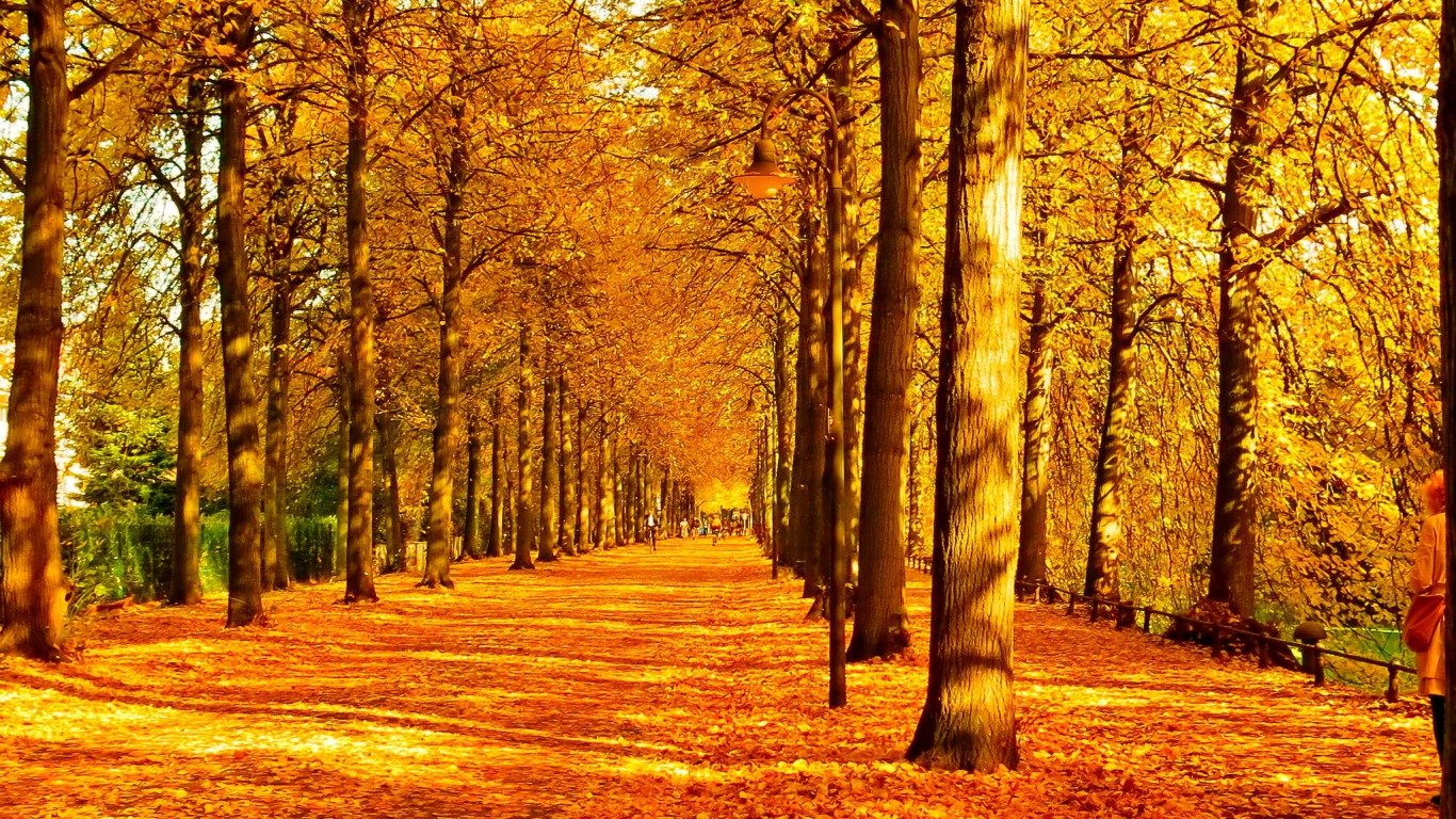 herbst tapete,baum,natürliche landschaft,natur,wald,herbst