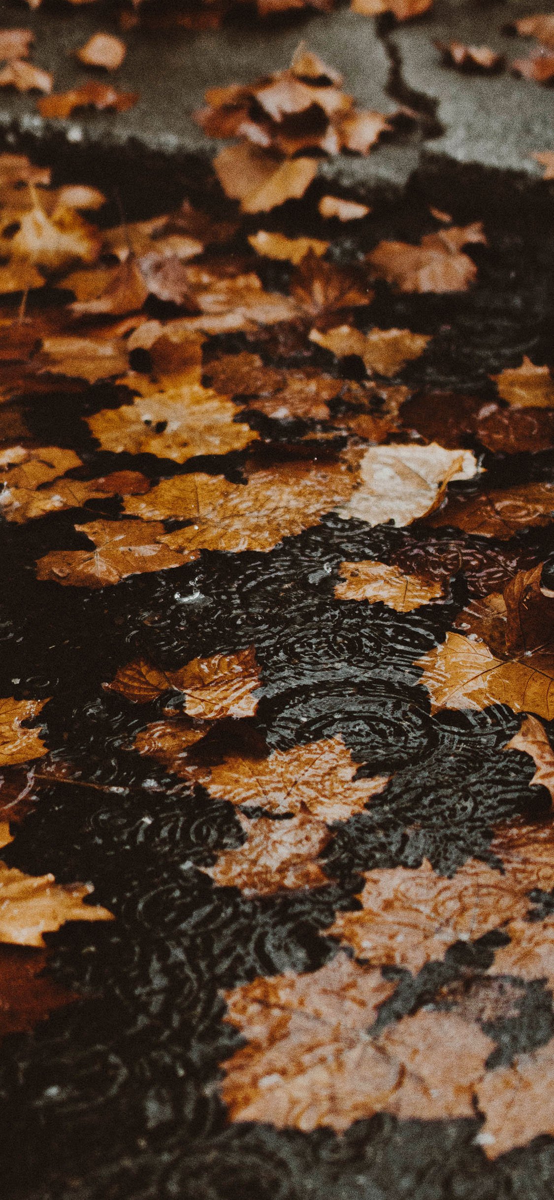 秋の壁紙,葉,褐色,木,秋,木材