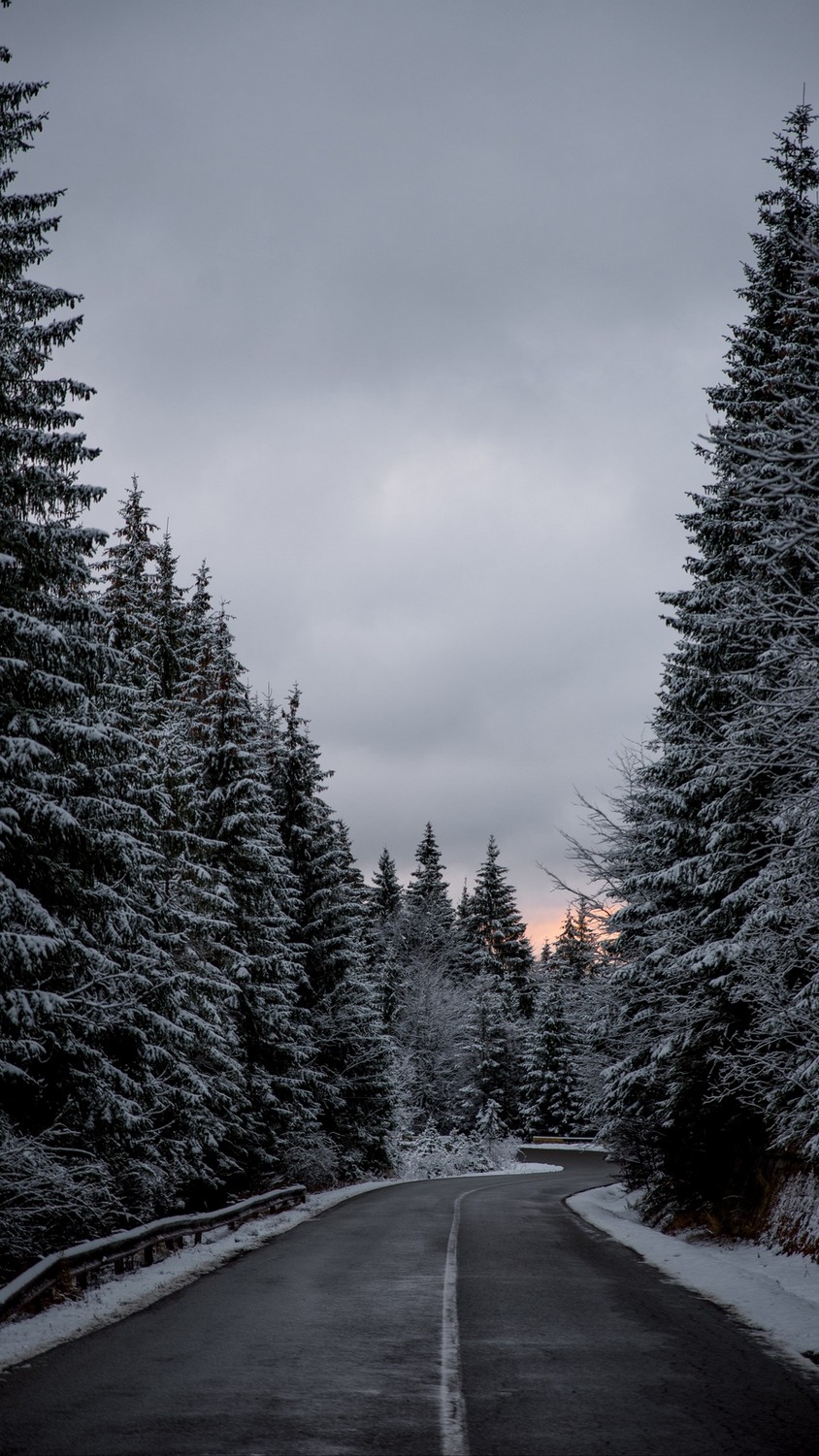 carta da parati neve,albero,neve,cielo,natura,inverno