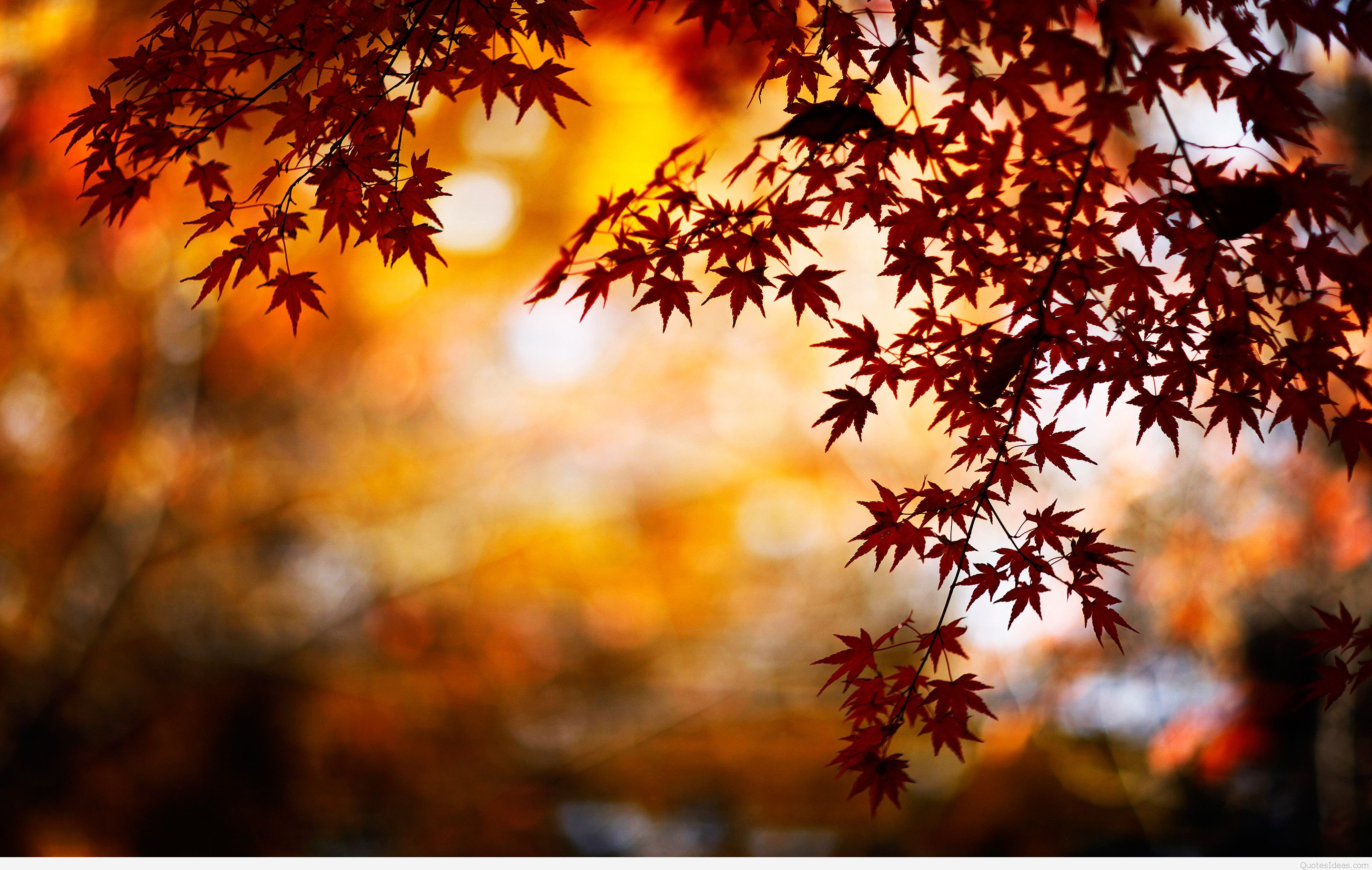 fall wallpaper,tree,leaf,nature,sky,photograph
