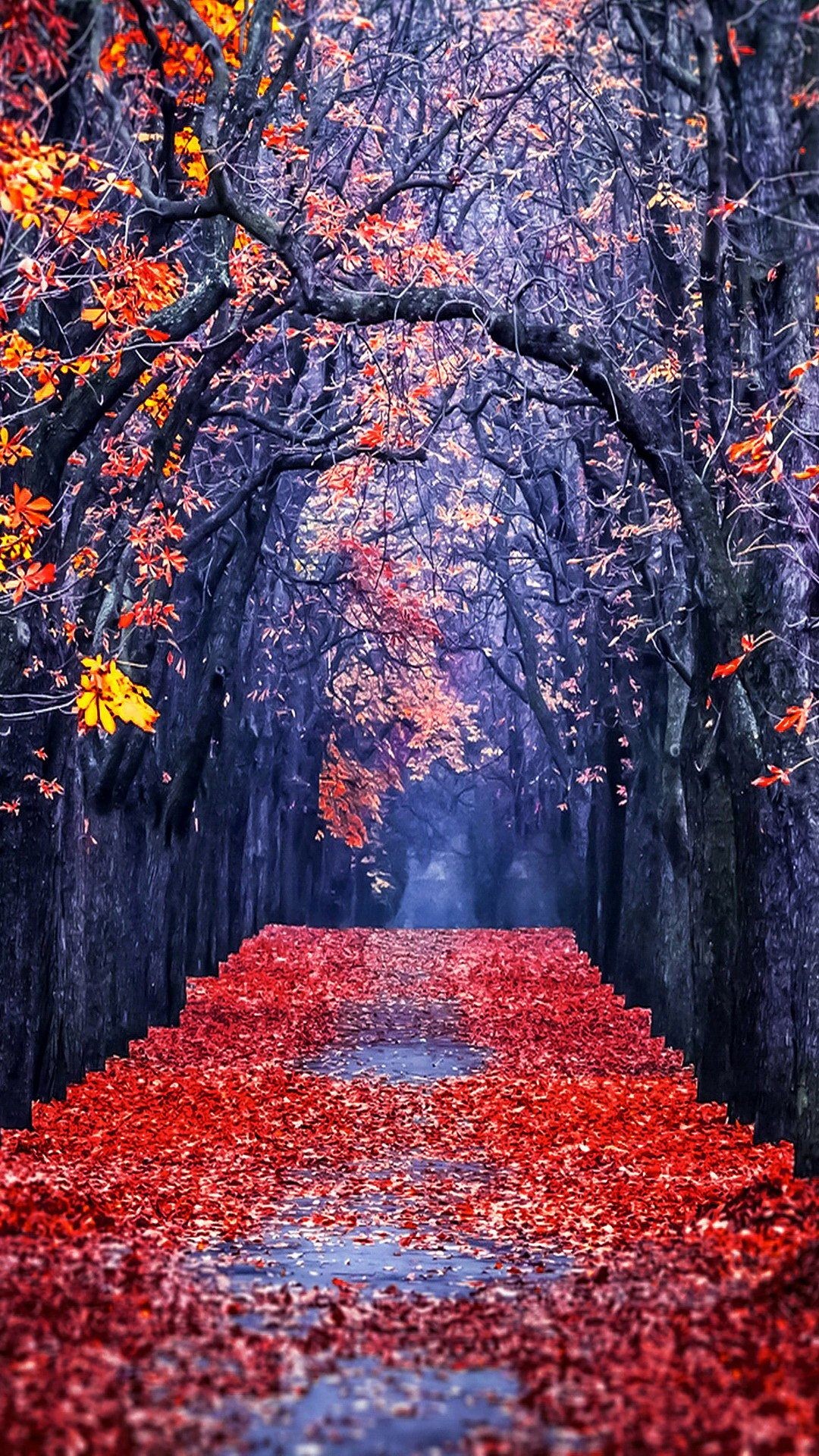 fond d'écran d'automne,arbre,rouge,feuille,l'automne,plante ligneuse