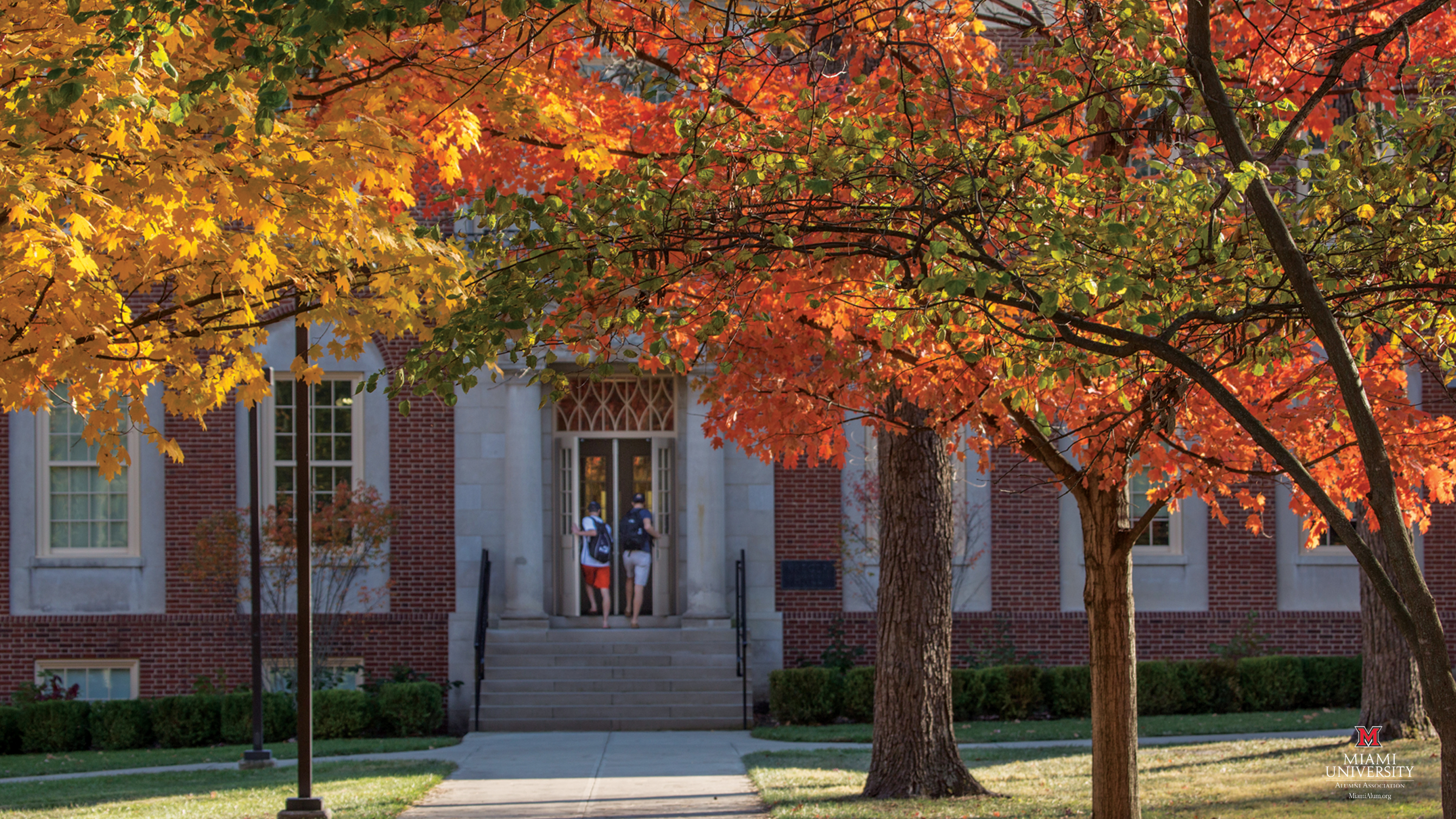 fall wallpaper,tree,leaf,autumn,property,orange